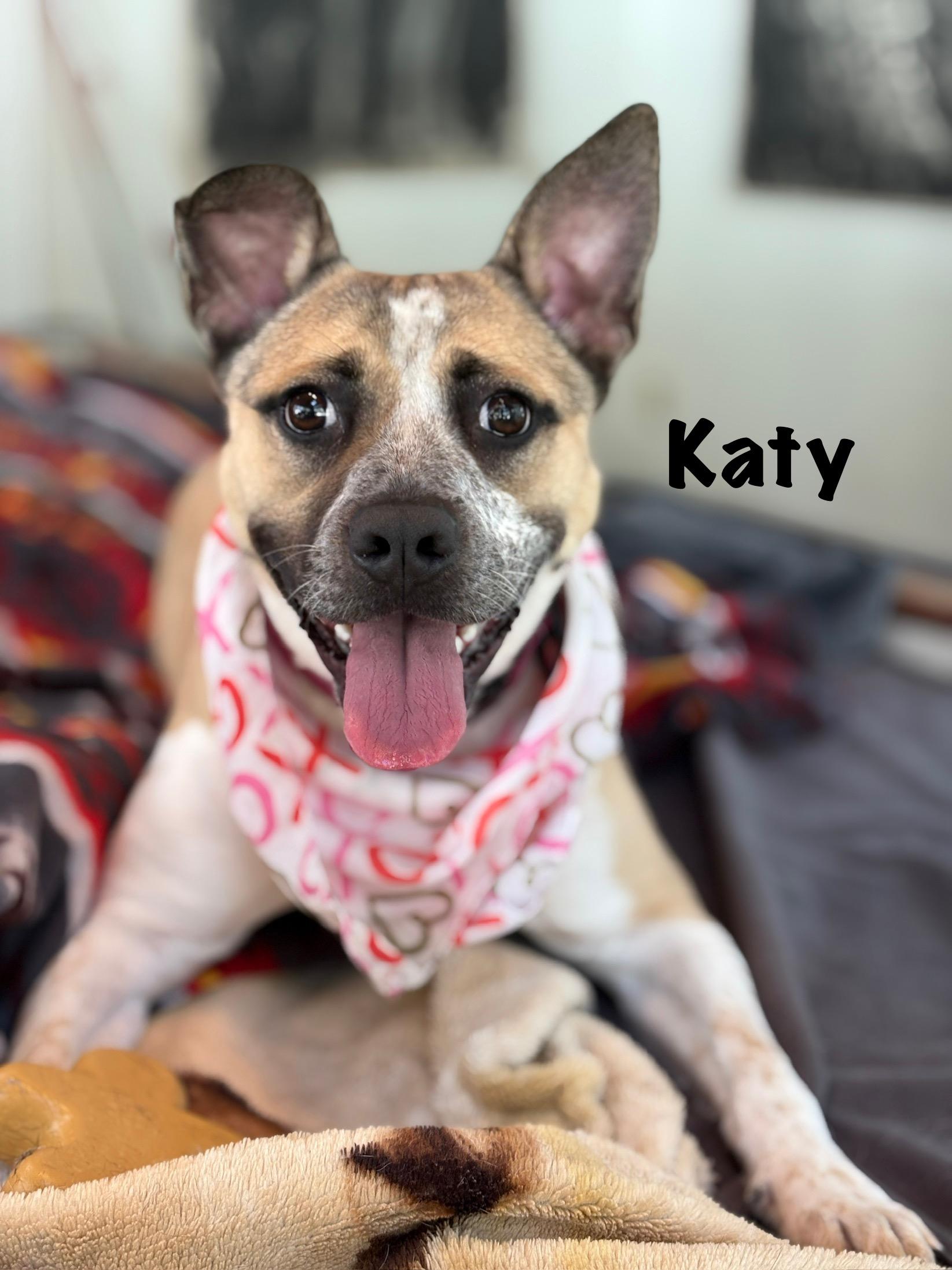 Katy, a Adoptable mixed breed in Ossining, NY image 2/6