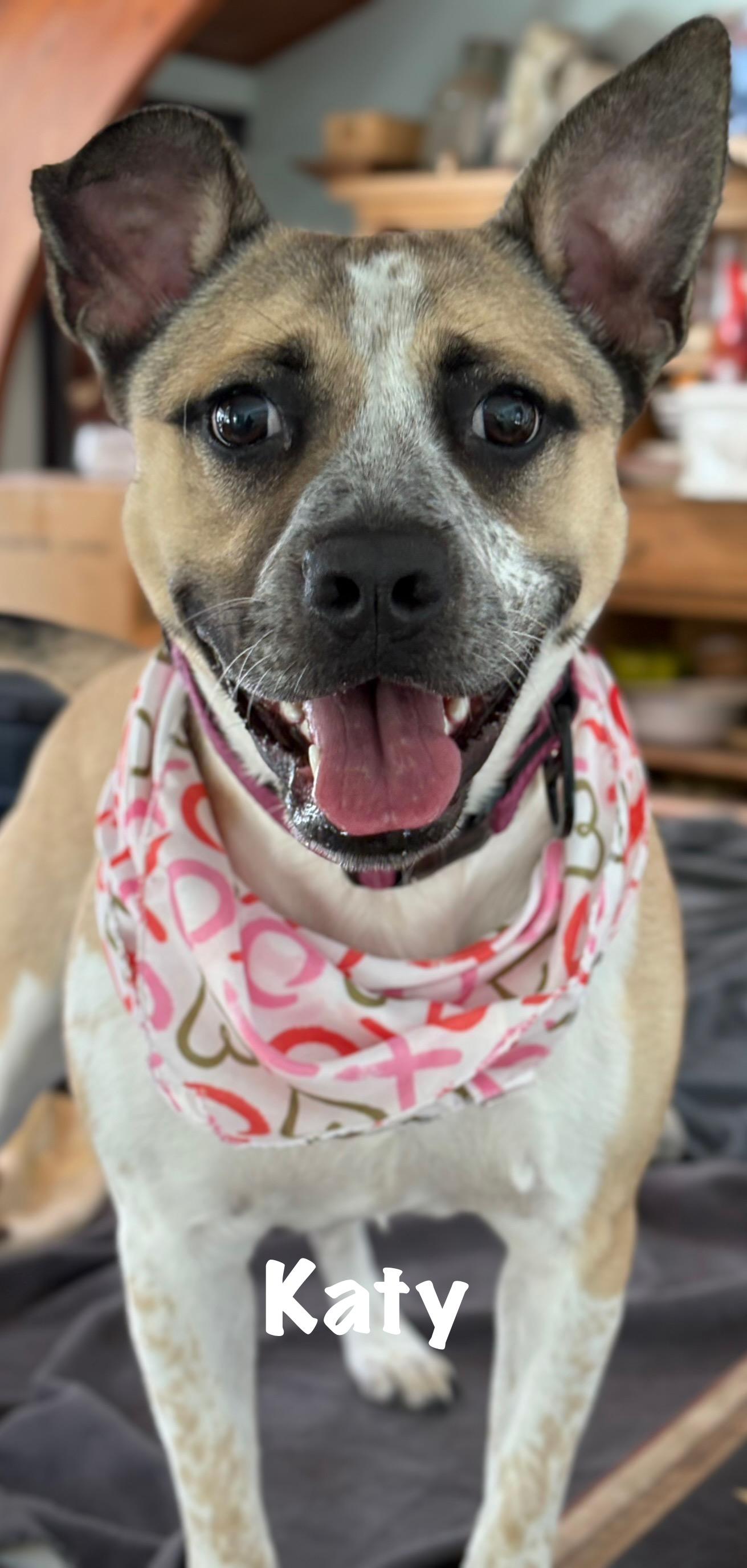 Katy, a Adoptable mixed breed in Ossining, NY image 3/6