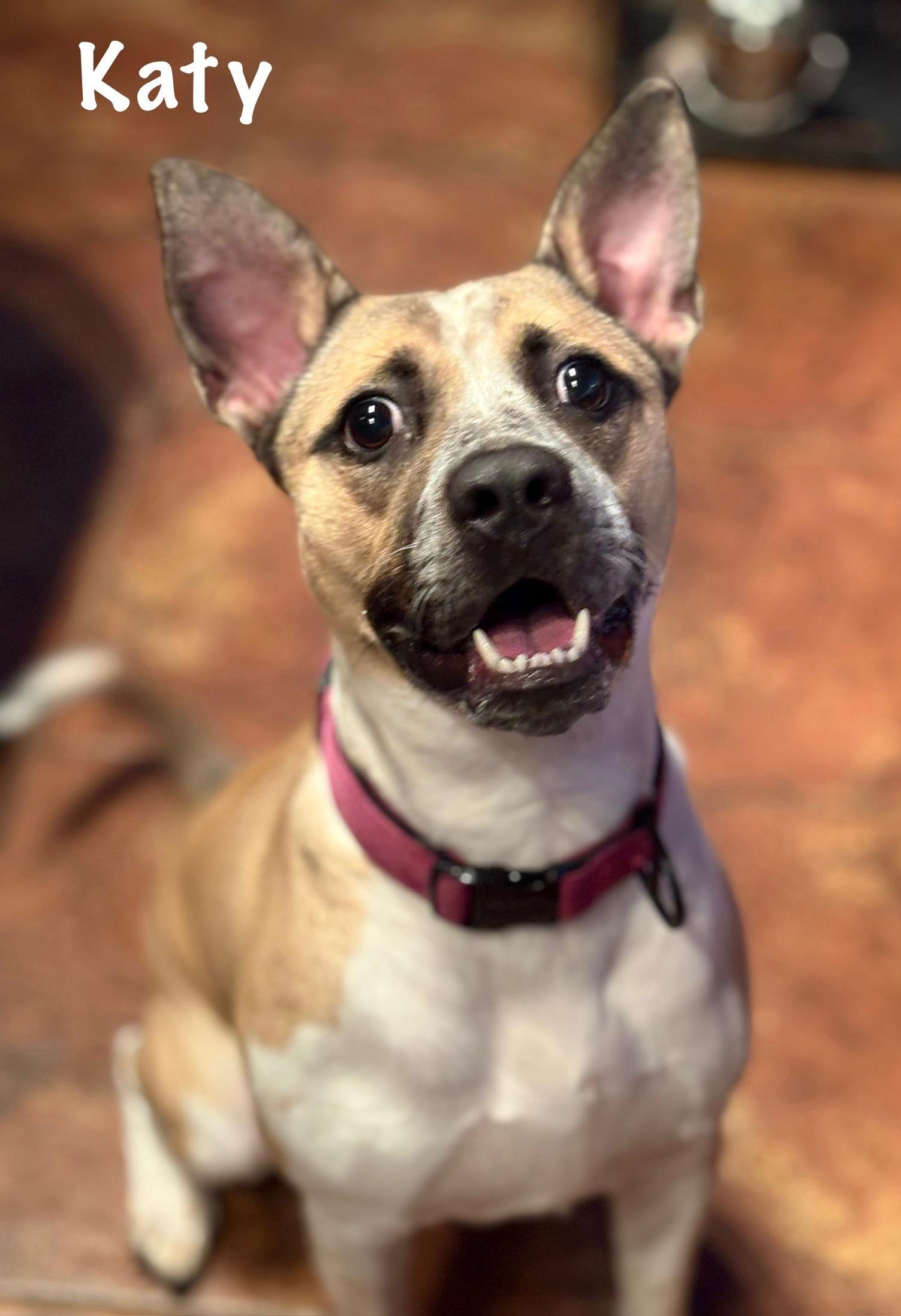 Katy, a Adoptable mixed breed in Ossining, NY image 4/6