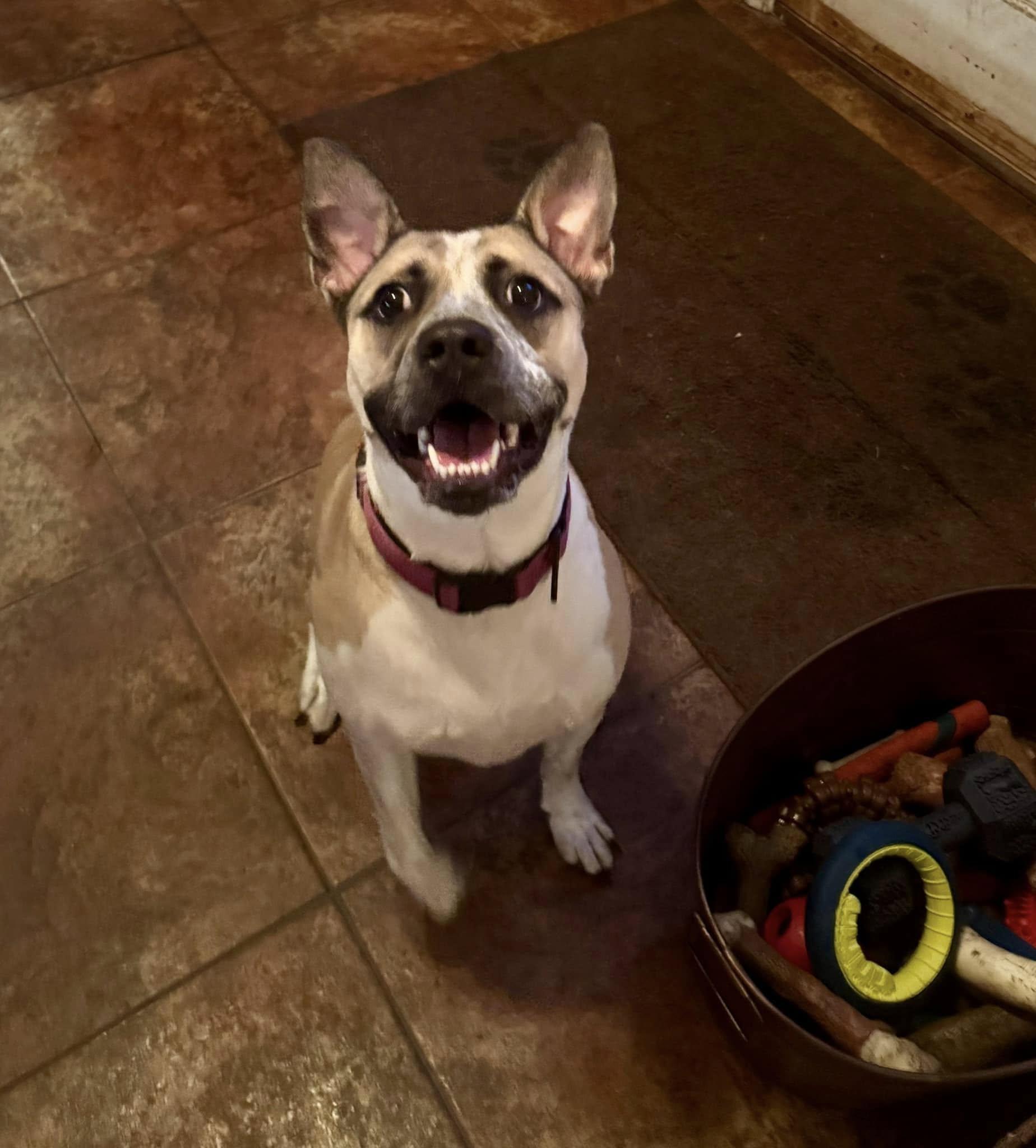 Katy, a Adoptable mixed breed in Ossining, NY image 5/6