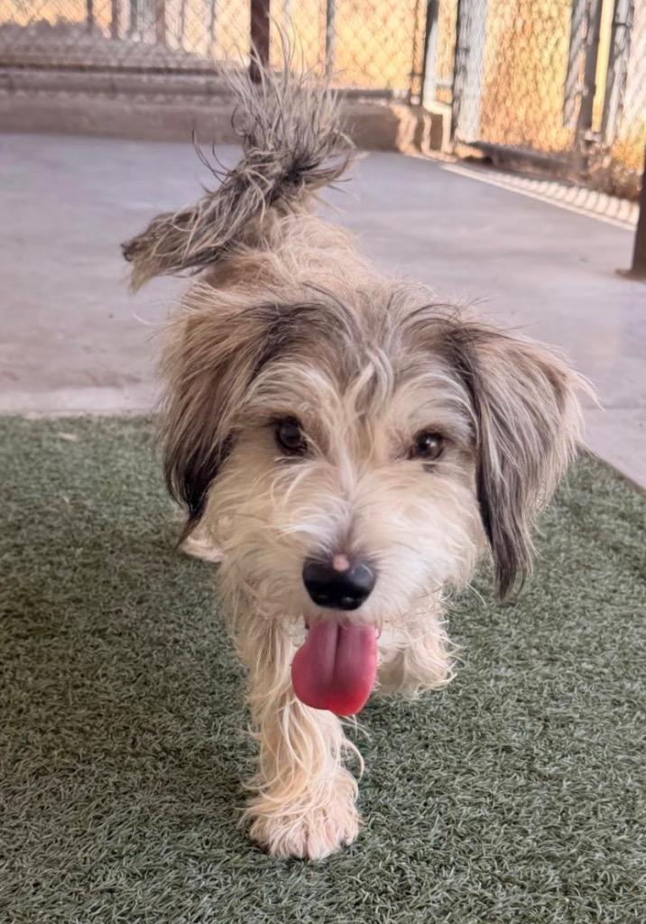 Bean, Adoptable, Young Male Schnauzer.