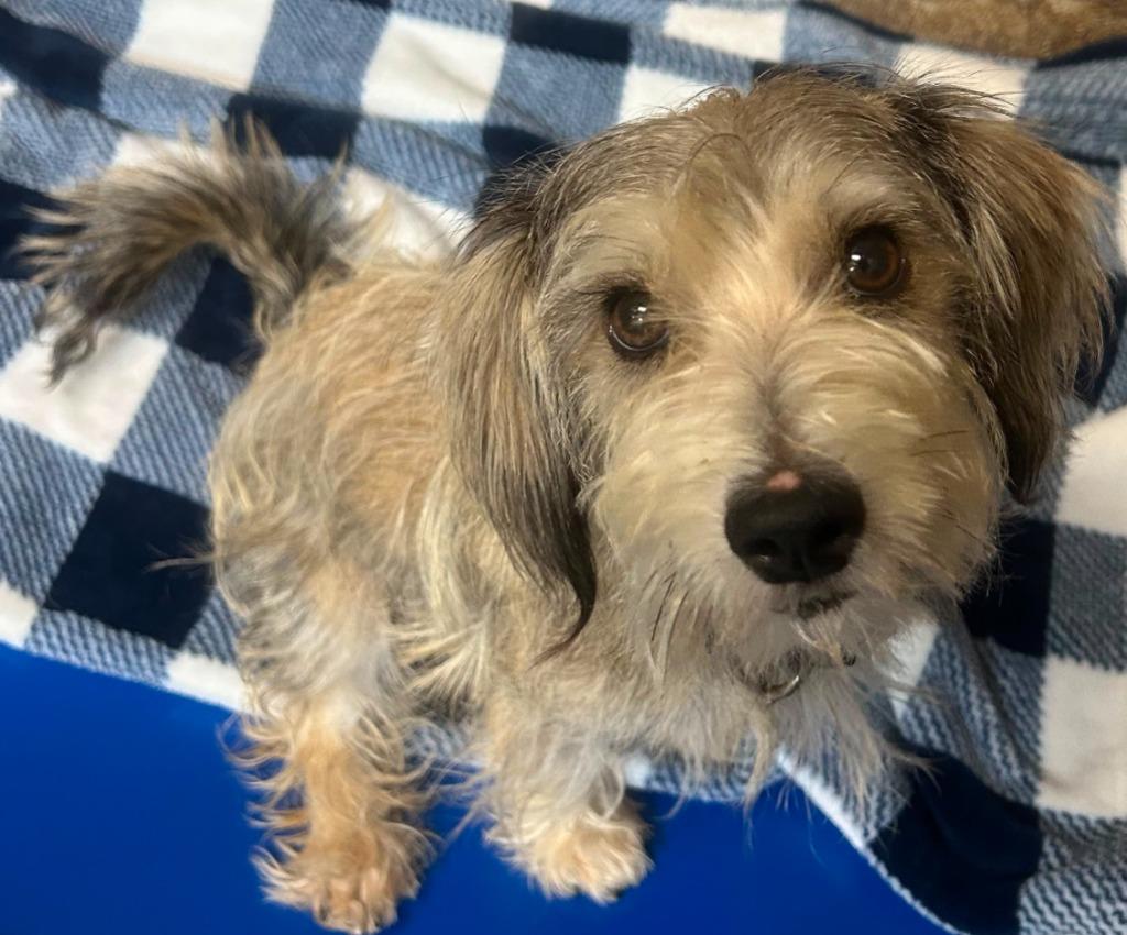 Enlarge Bean, a Adoptable mixed breed in Midland, TX image 2/2