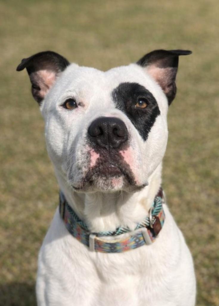 Beef, Adoptable, Young Male Pit Bull Terrier.