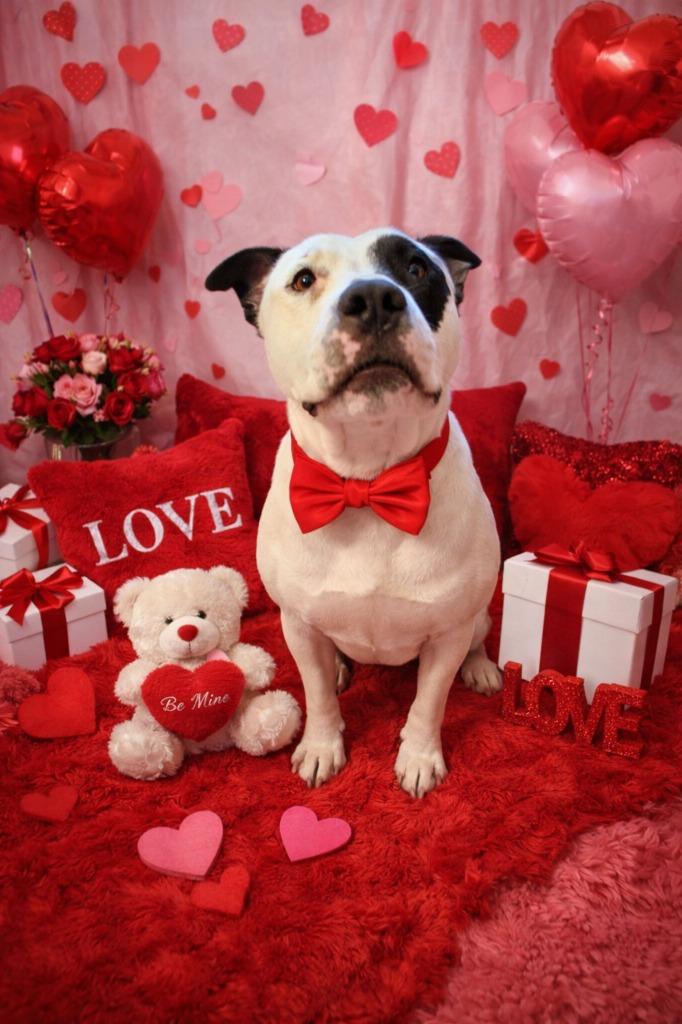 Beef, Adoptable, Young Male Pit Bull Terrier.