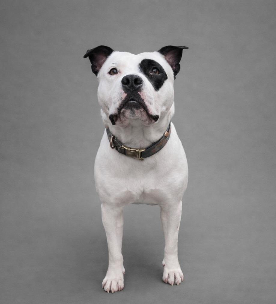 Enlarge Beef, a Adoptable Pit Bull Terrier in Hardeeville, SC image 2/2