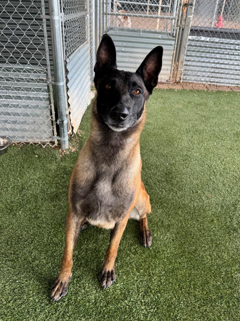 Panzer, Adoptable, Adult Male Belgian Shepherd / Malinois.