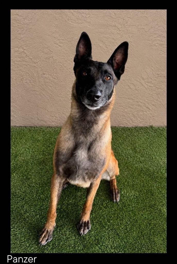 Enlarge Panzer, a Adoptable Belgian Shepherd / Malinois in Chino Valley, AZ image 2/2