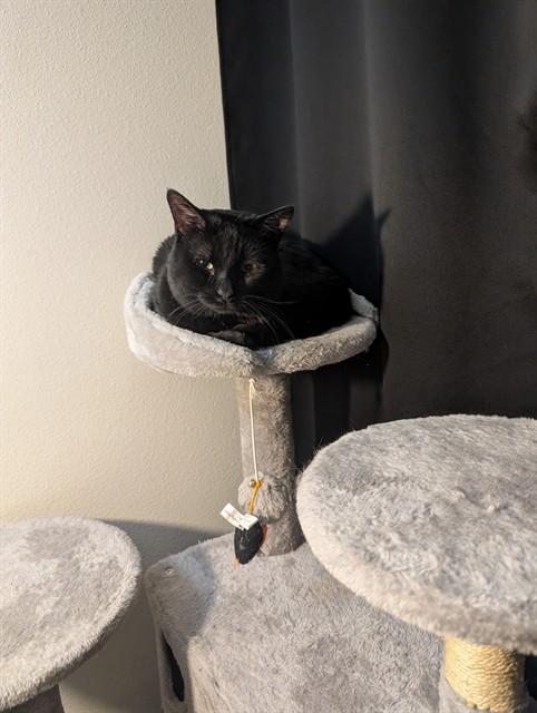 ECLIPSE, Adoptable, Young Male Domestic Short Hair.