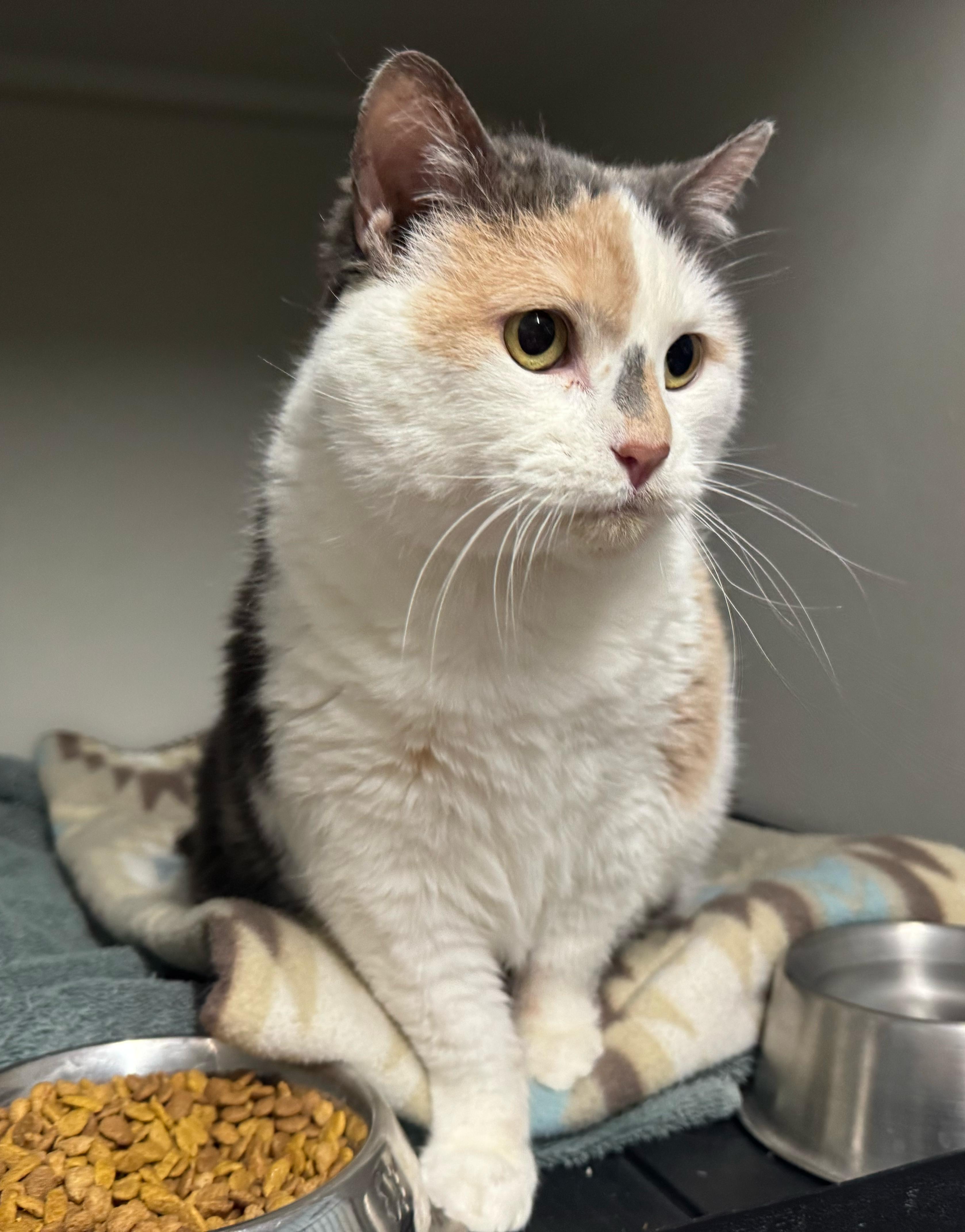 Emma, an adoptable Calico in Fairbury, NE, 68352 | Photo Image 1