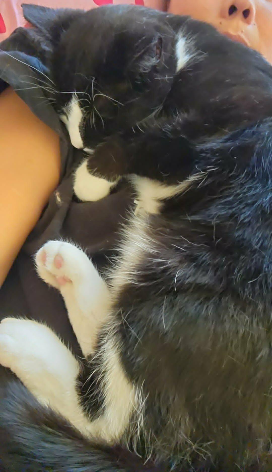 Enlarge Ringo, a Adoptable mixed breed in sunnyvale, CA image 4/6