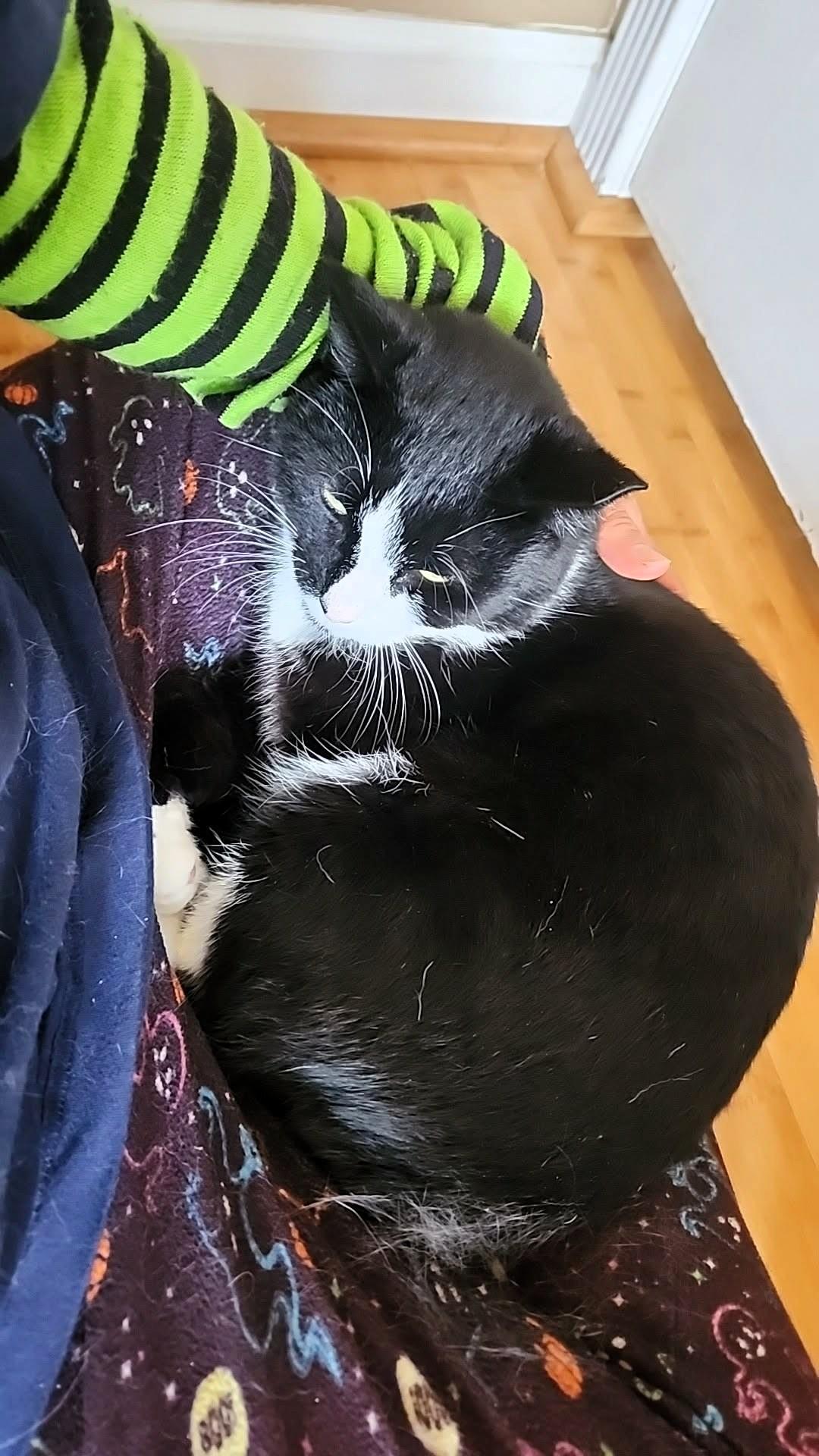 Enlarge Ringo, a Adoptable mixed breed in sunnyvale, CA image 2/6