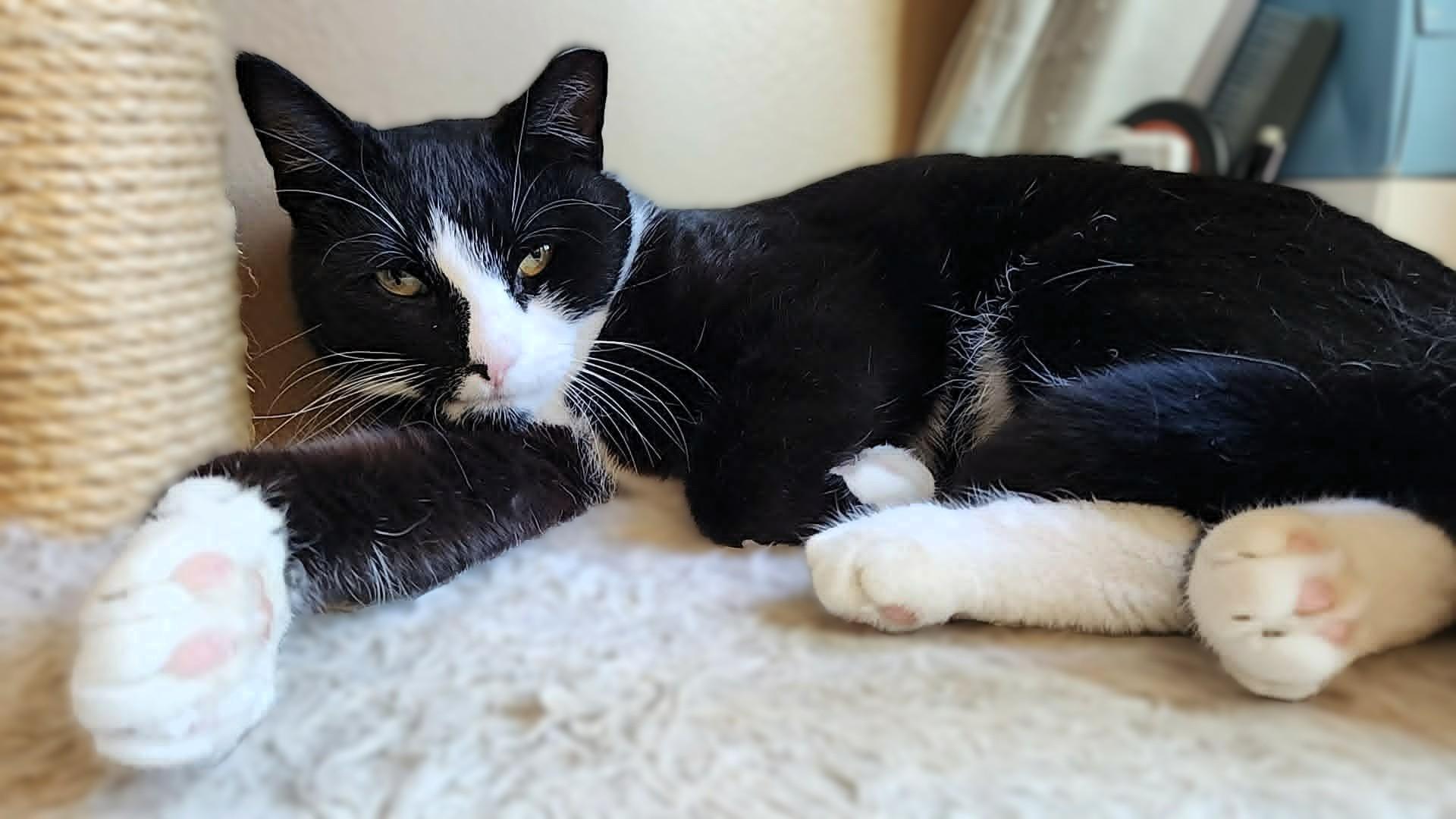 Enlarge Ringo, a Adoptable mixed breed in sunnyvale, CA image 1/6