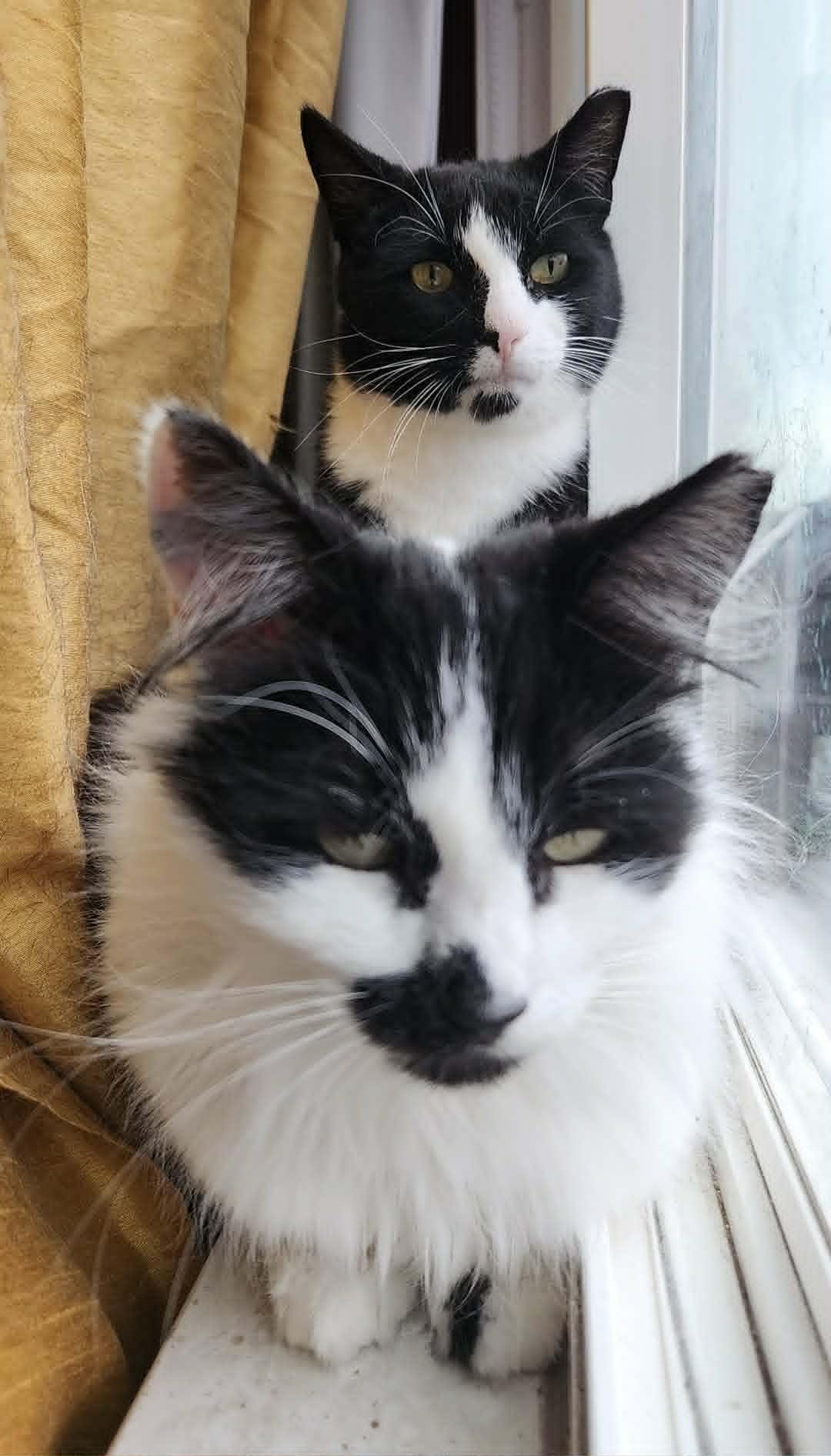 Enlarge Ringo, a Adoptable mixed breed in sunnyvale, CA image 5/6