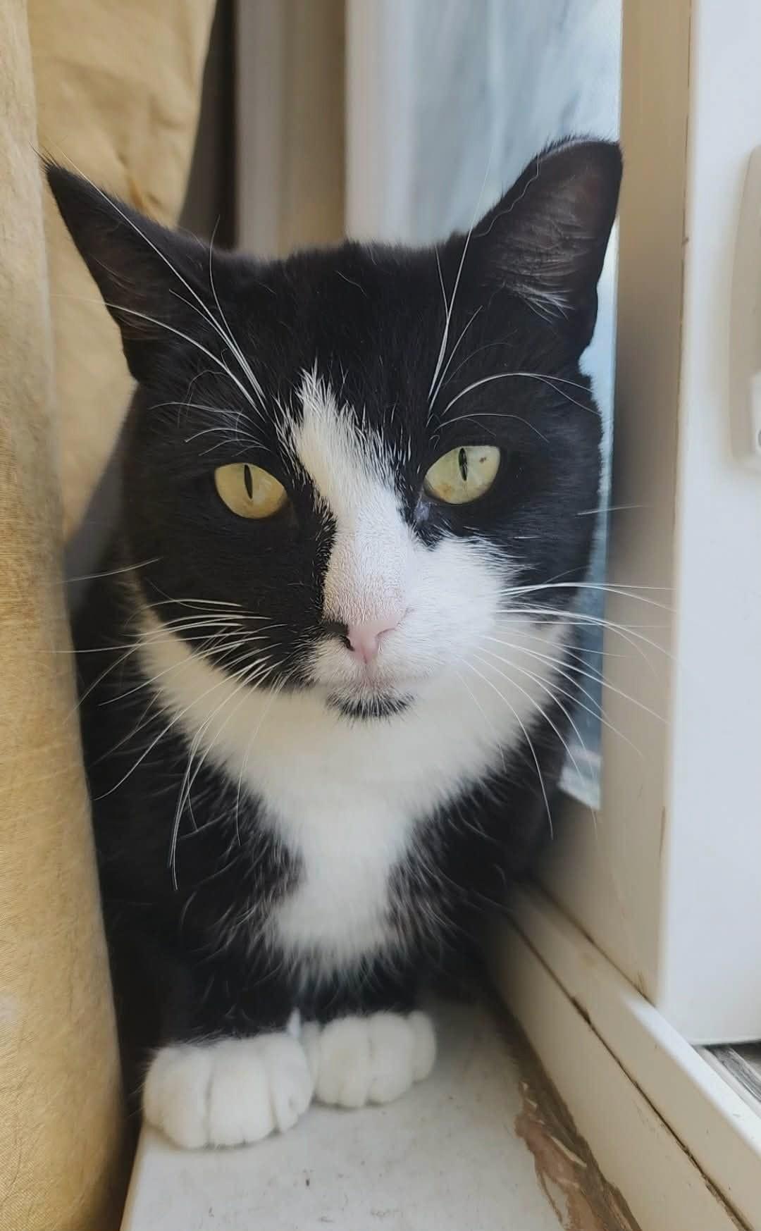 Enlarge Ringo, a Adoptable mixed breed in sunnyvale, CA image 3/6