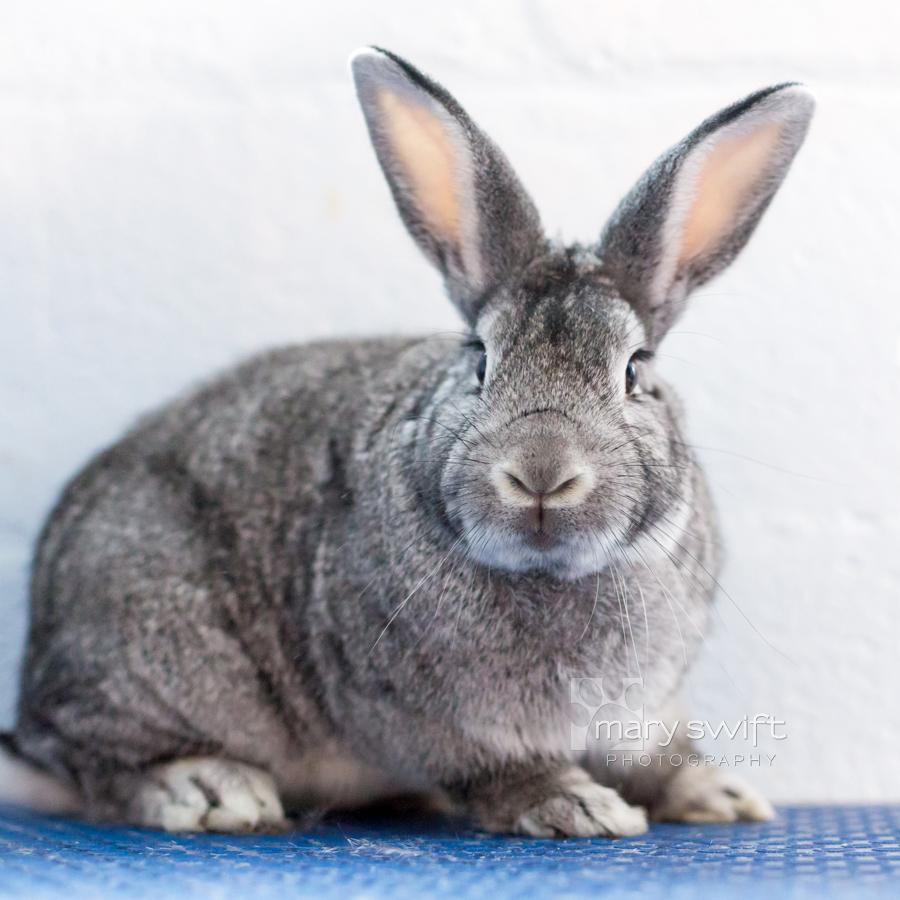 Casper, Adoptable, Adult Male American.