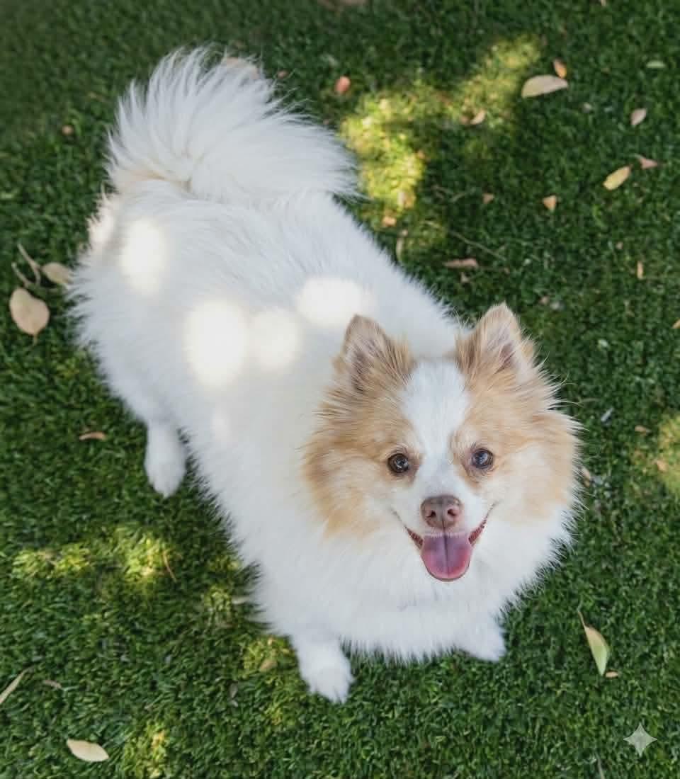Pixie, a ADOPTABLE Pomeranian in Clovis, CA image 1/4