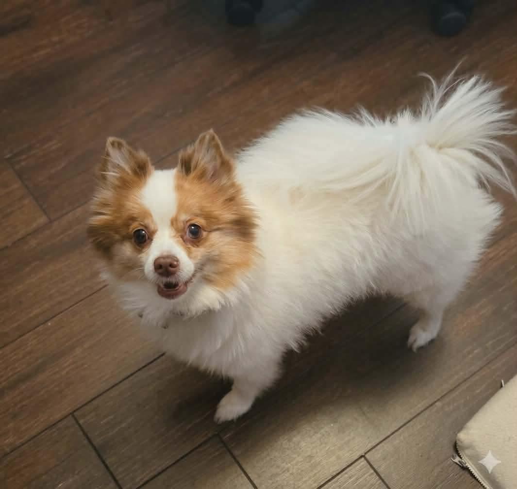 Pixie, a ADOPTABLE Pomeranian in Clovis, CA image 2/4