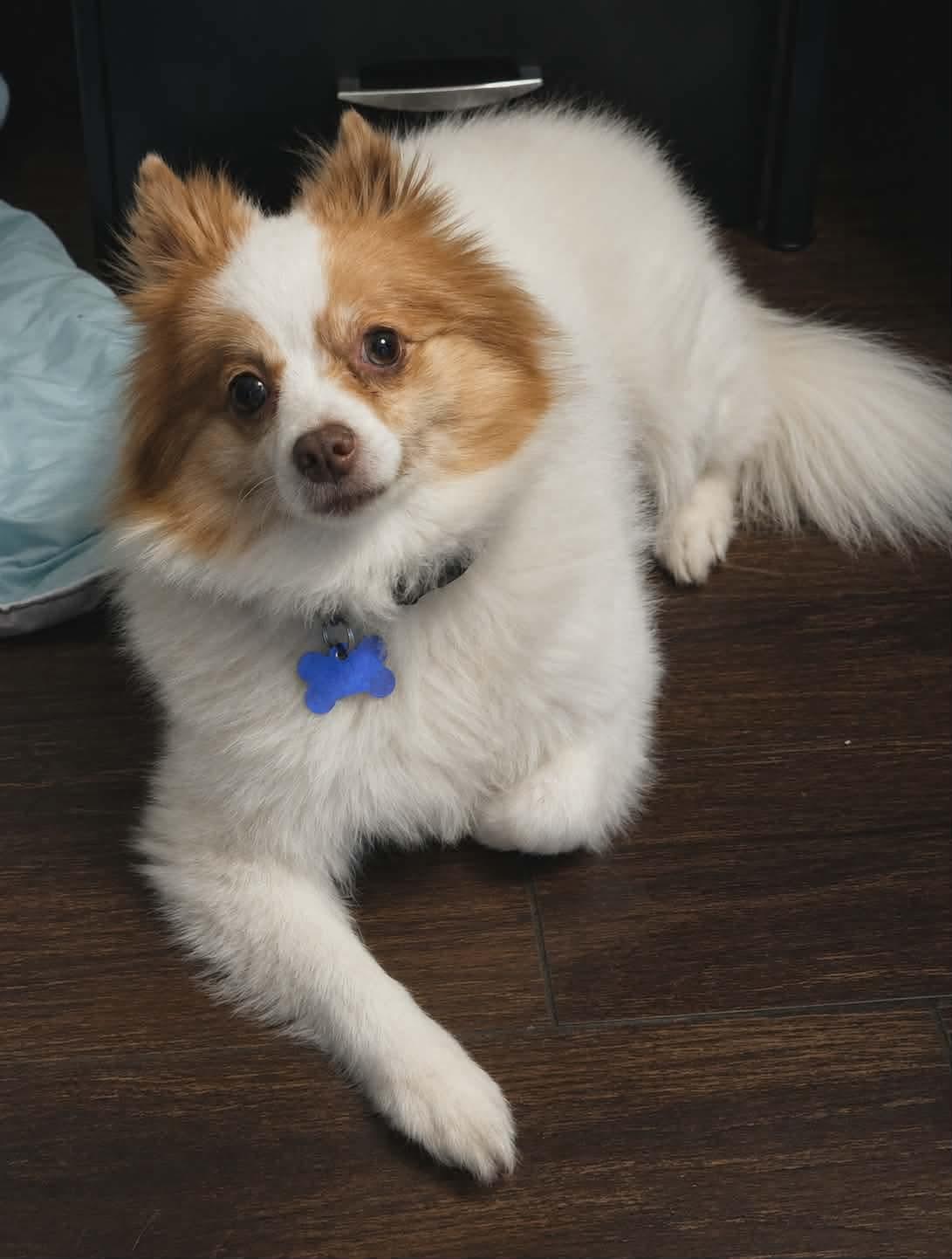 Pixie, a ADOPTABLE Pomeranian in Clovis, CA image 3/4