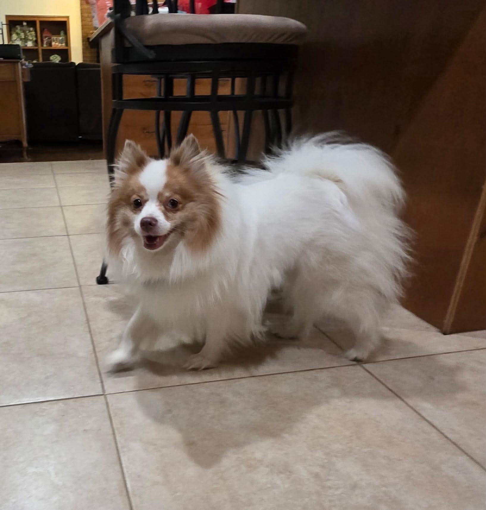Pixie, a ADOPTABLE Pomeranian in Clovis, CA image 4/4