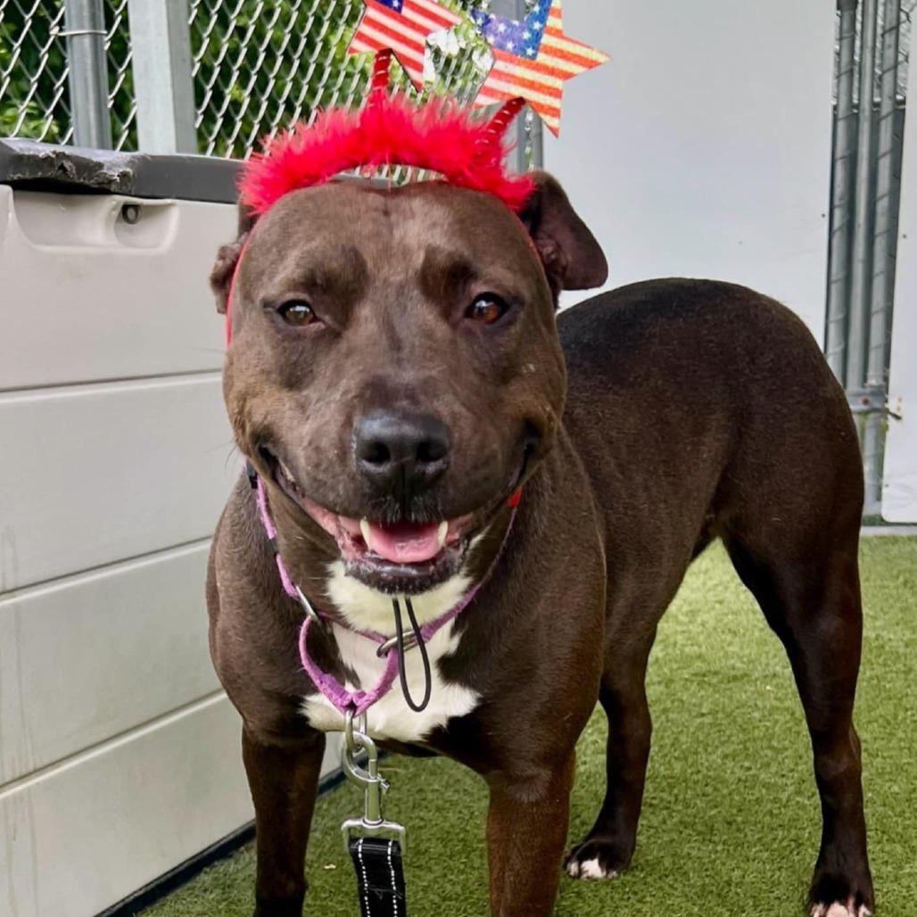 Reba, Adoptable, Adult Female Pit Bull Terrier.