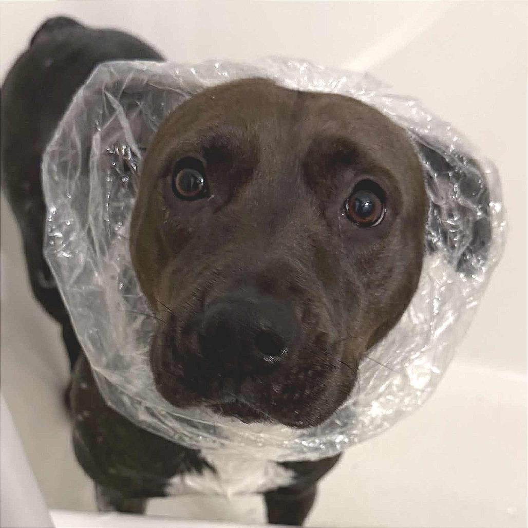 Reba, a Adoptable mixed breed in Colorado Springs, CO image 2/6