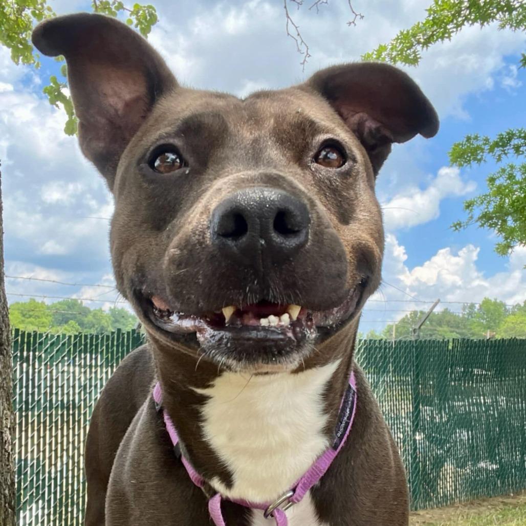 Reba, a Adoptable mixed breed in Colorado Springs, CO image 3/6