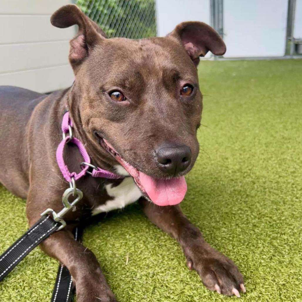 Reba, a Adoptable mixed breed in Colorado Springs, CO image 4/6