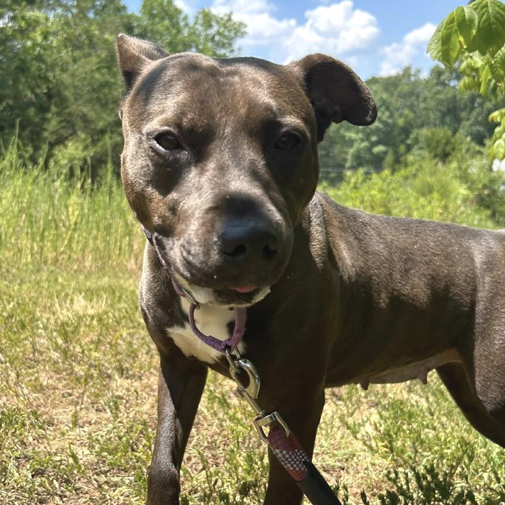 Reba, a Adoptable mixed breed in Colorado Springs, CO image 5/6