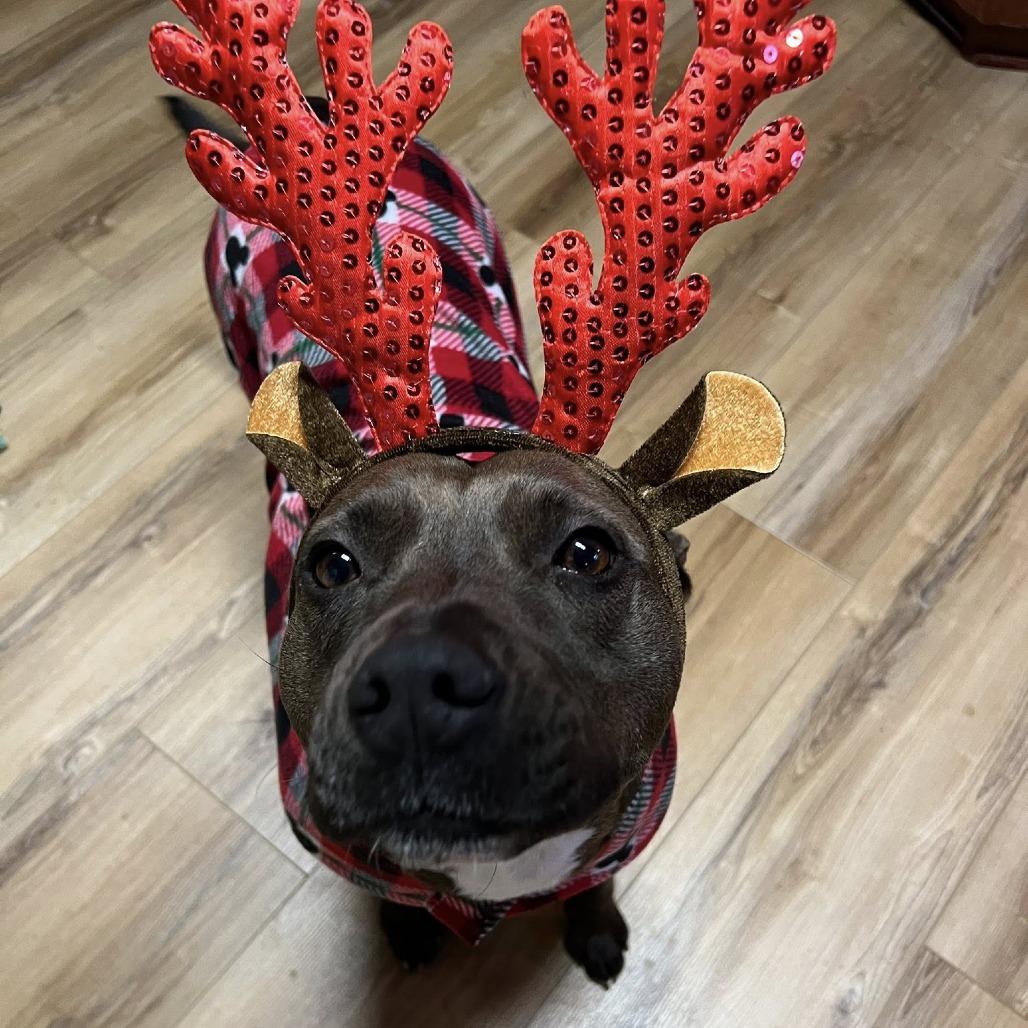 Reba, a Adoptable mixed breed in Colorado Springs, CO image 6/6