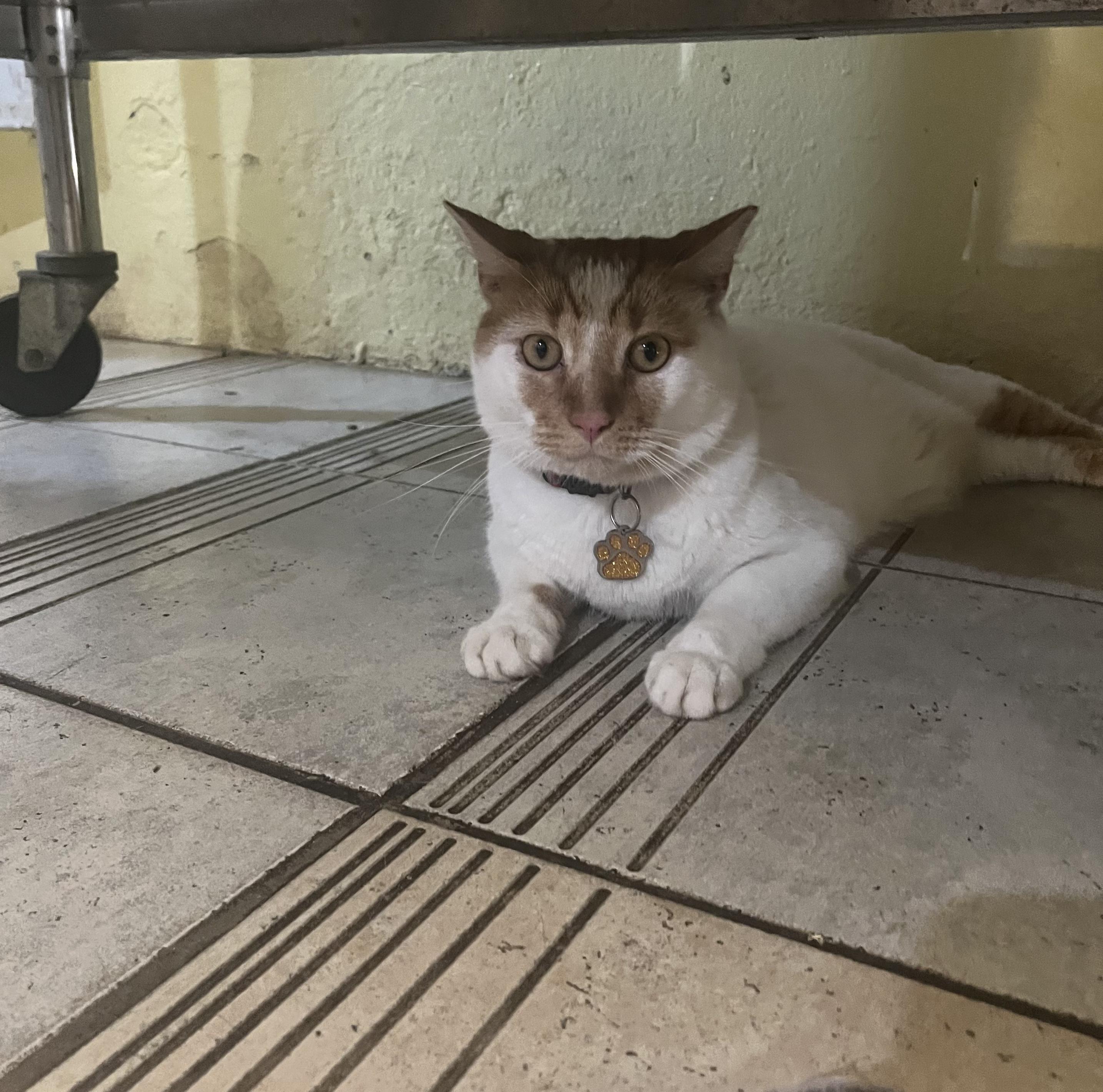 Praline, a Adoptable Domestic Short Hair in Natick, MA image 3/6