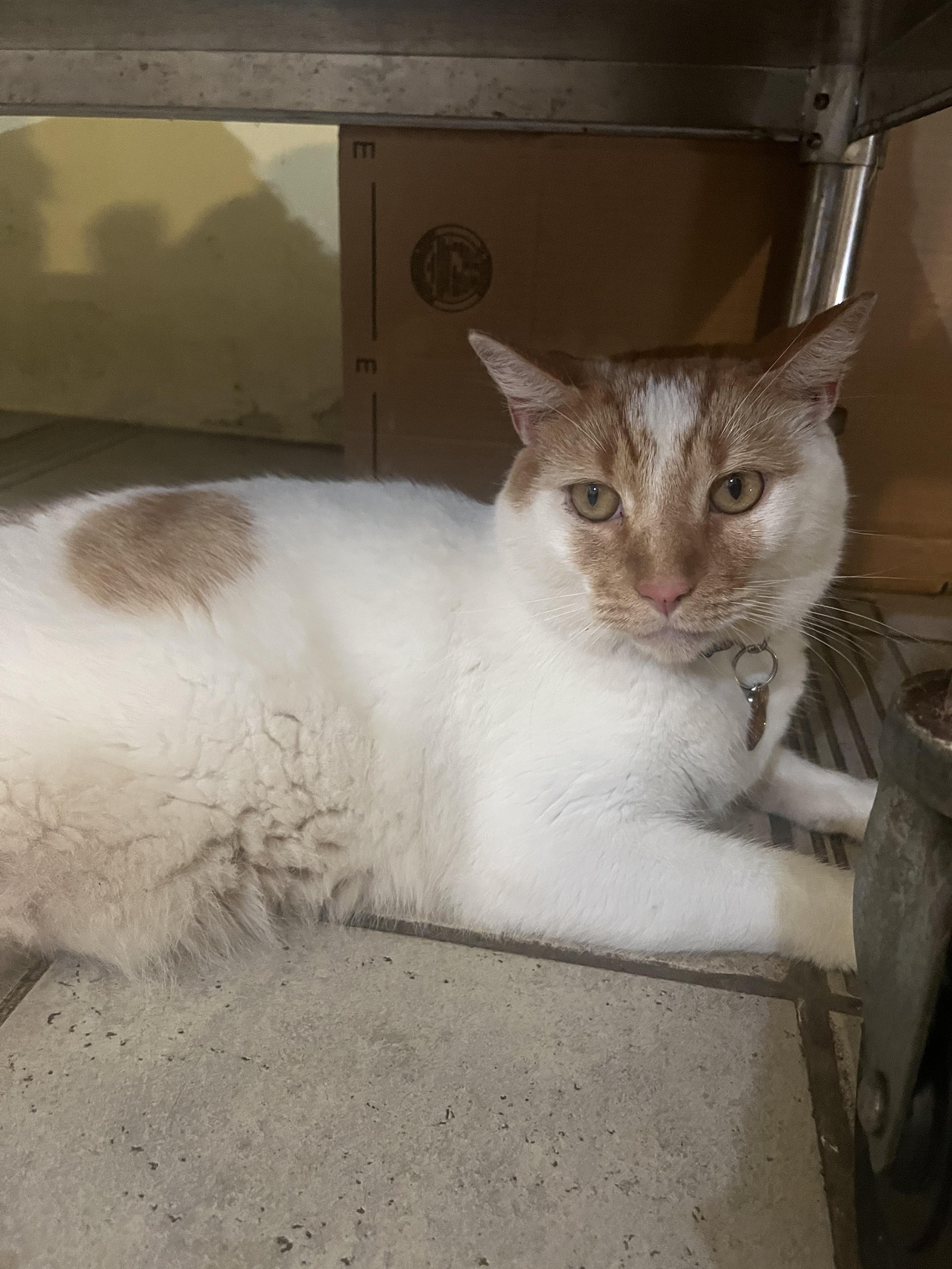 Praline, a Adoptable Domestic Short Hair in Natick, MA image 2/6