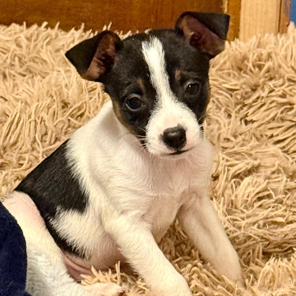 Carl, Adoptable, Puppy Male Terrier & Mixed Breed.