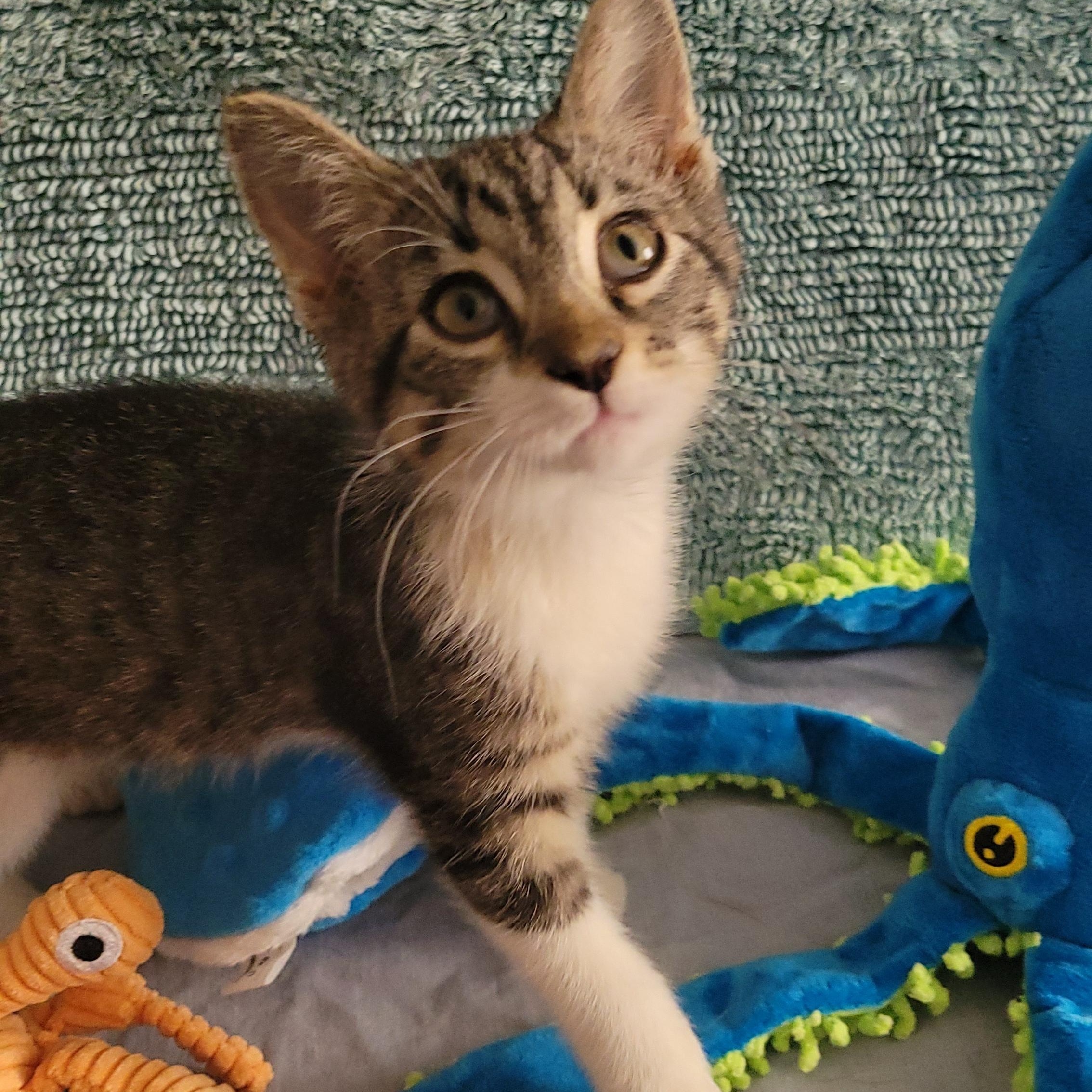 Buttercup, Adoptable, Young Female Domestic Short Hair.