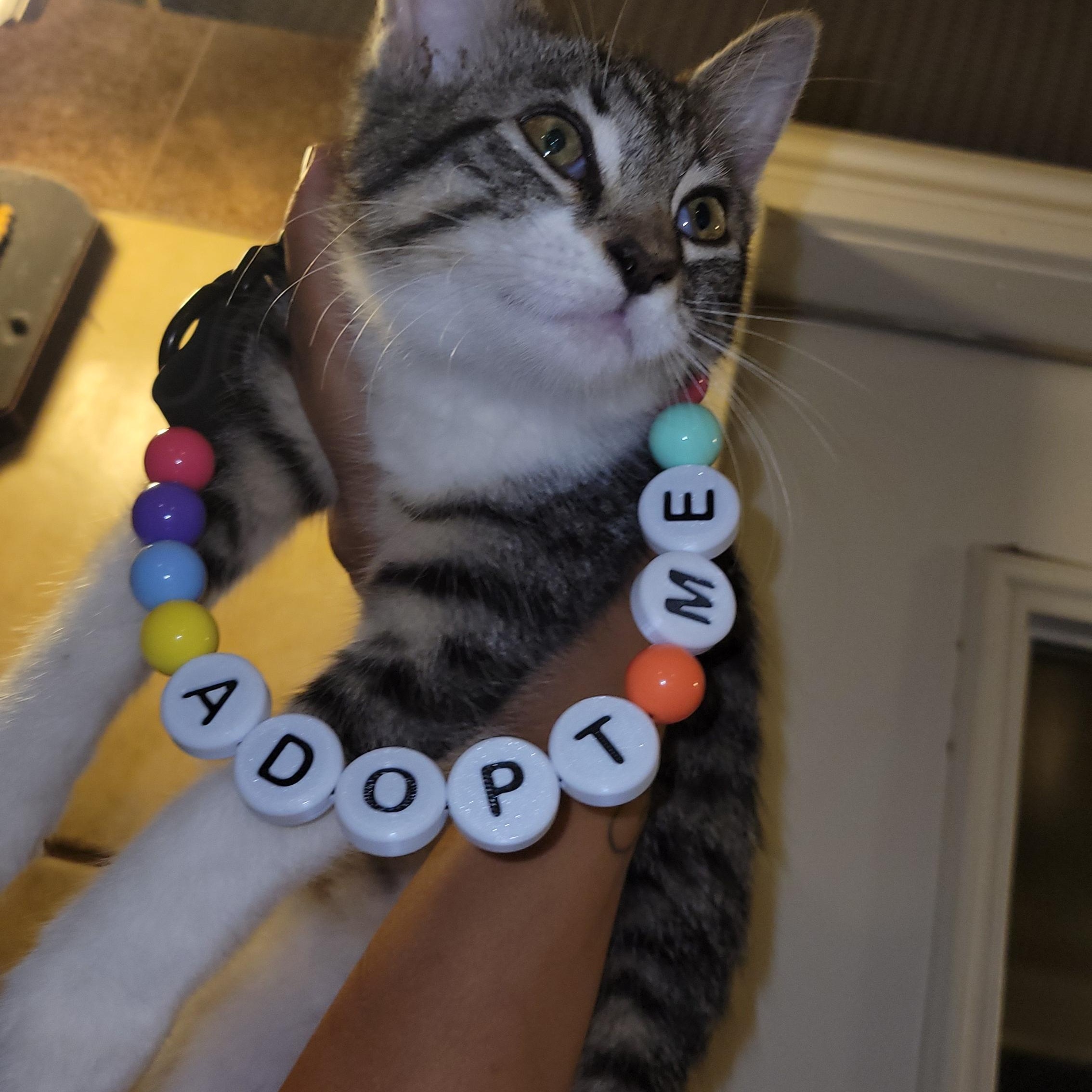 Enlarge Buttercup, a Adoptable Domestic Short Hair in rowland heights, CA image 2/5