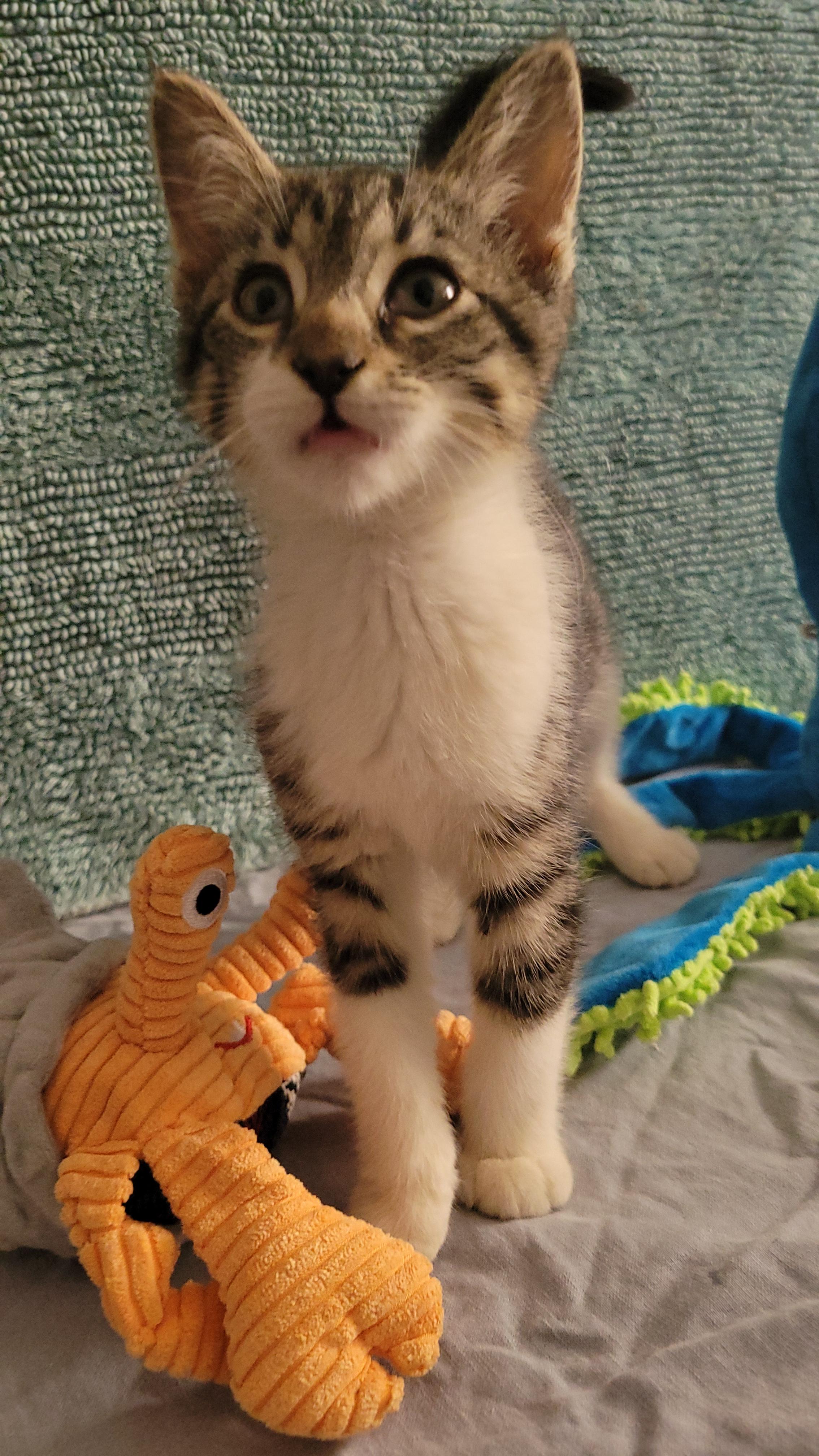 Enlarge Buttercup, a Adoptable Domestic Short Hair in rowland heights, CA image 3/5