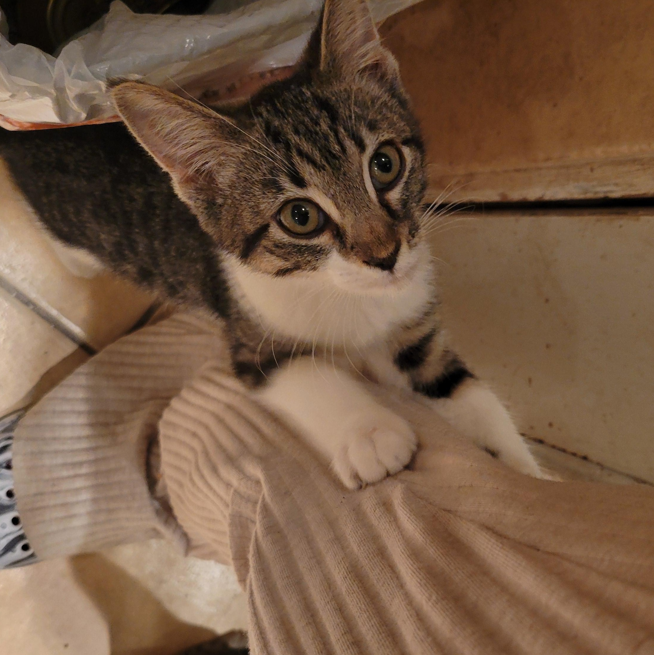 Enlarge Buttercup, a Adoptable Domestic Short Hair in rowland heights, CA image 4/5