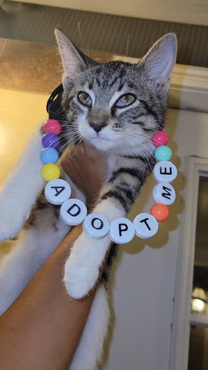 Enlarge Buttercup, a Adoptable Domestic Short Hair in rowland heights, CA video 5/5