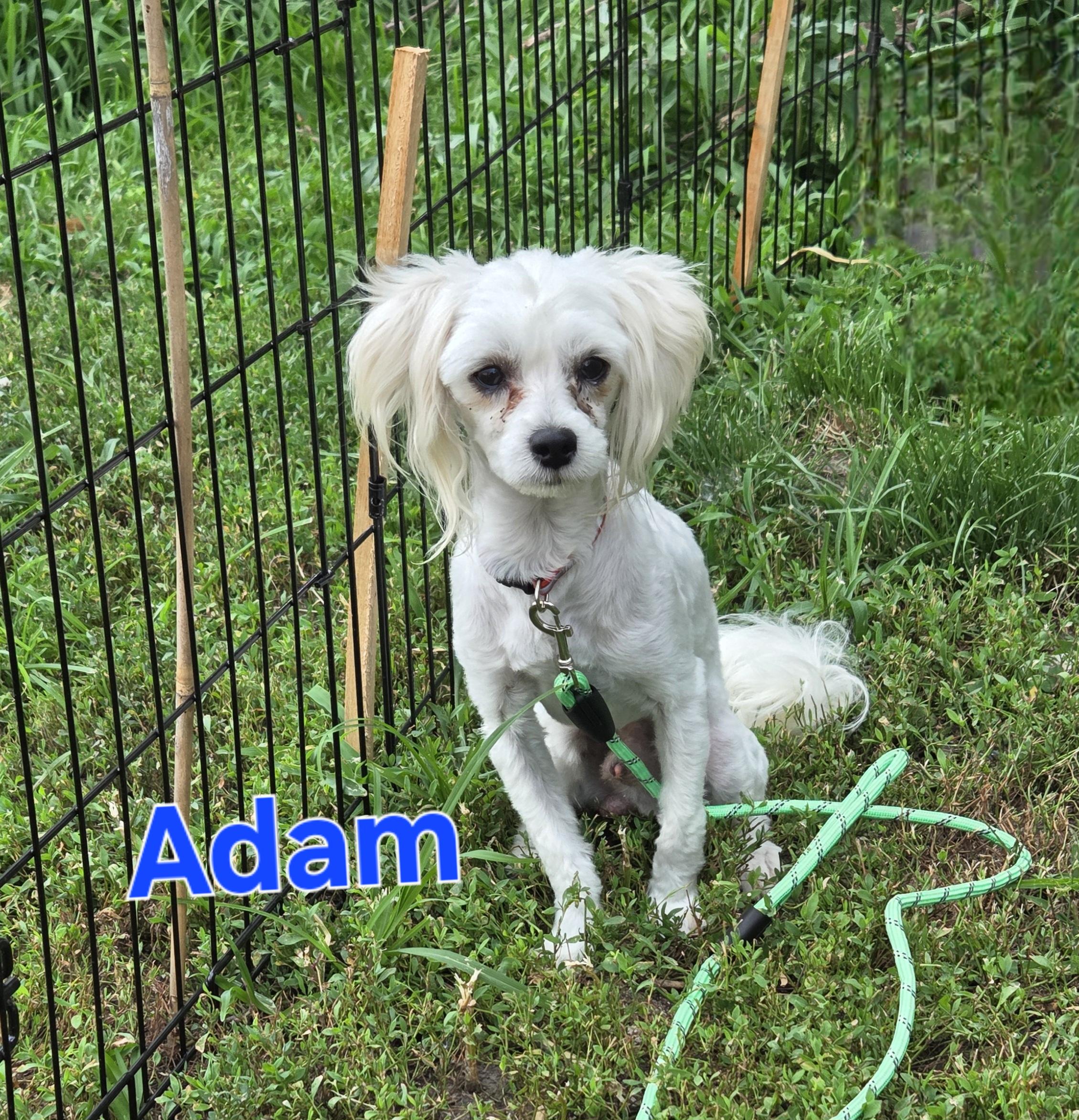 Adam, an adoptable Havanese, Miniature Poodle in Plattsmouth, NE, 68048 | Photo Image 1