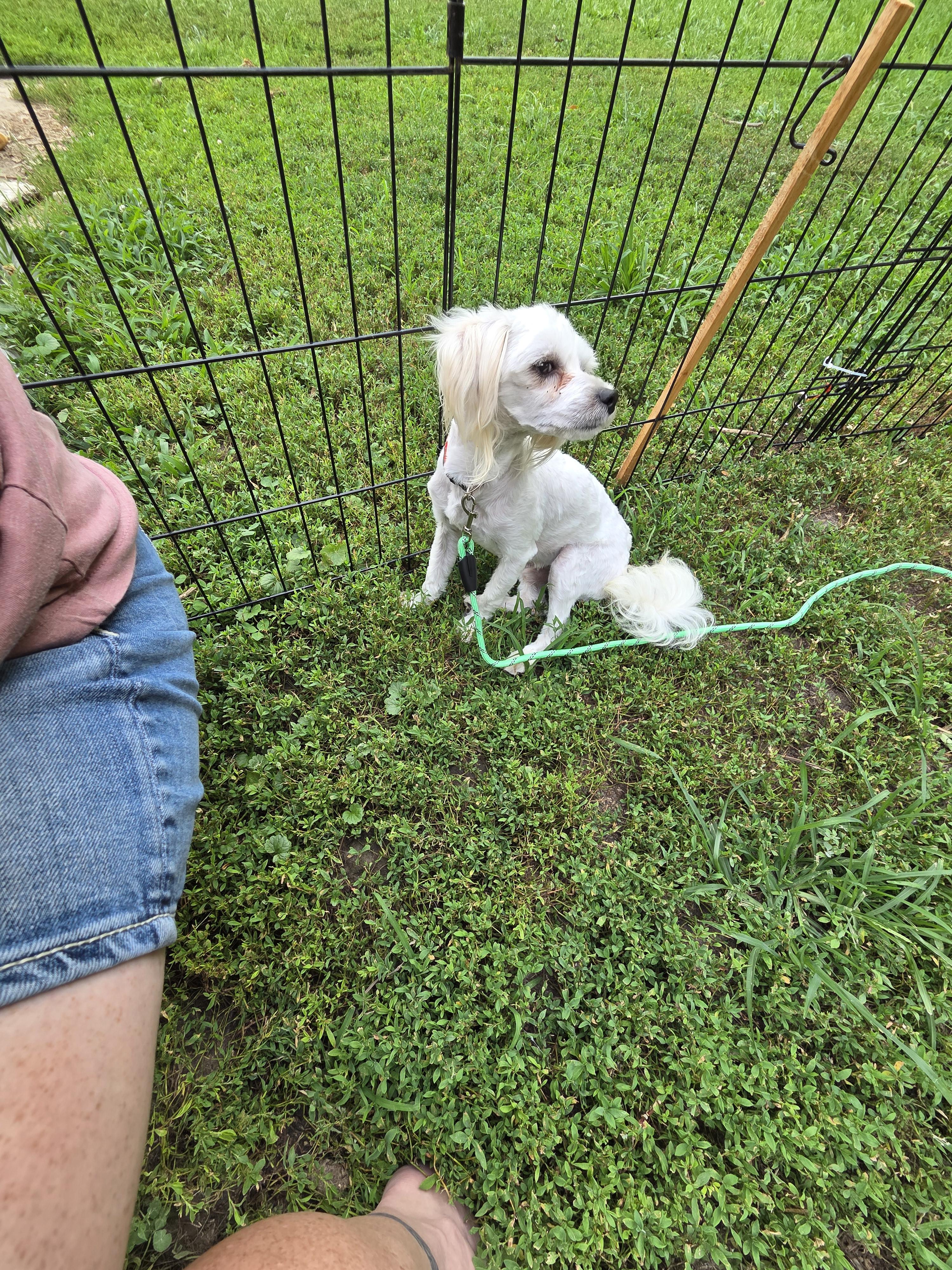 Adam, an adoptable Havanese, Miniature Poodle in Plattsmouth, NE, 68048 | Photo Image 2