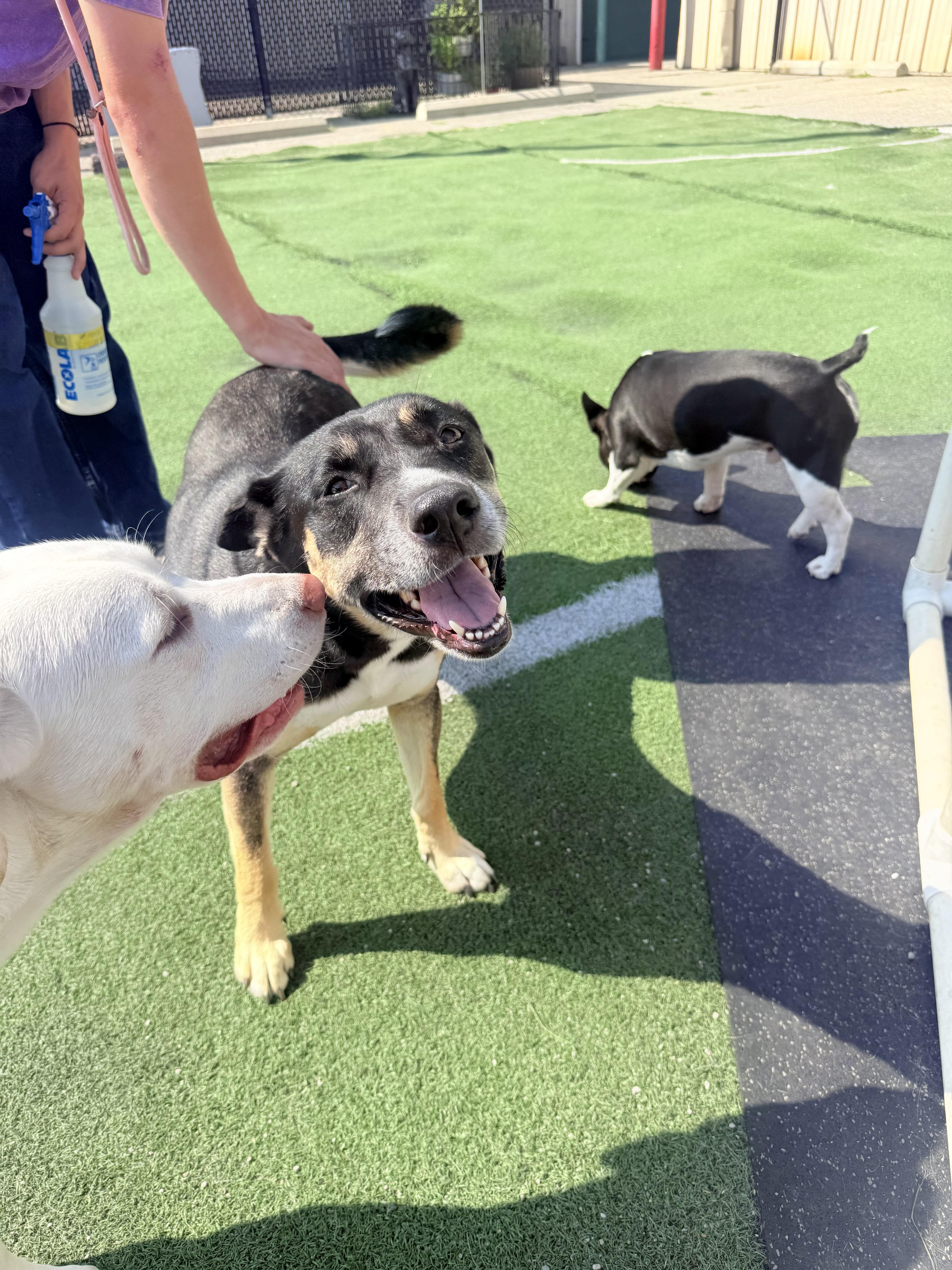 Enlarge Harley Quinn, a Adoptable mixed breed in Lewis Center, OH image 1/6