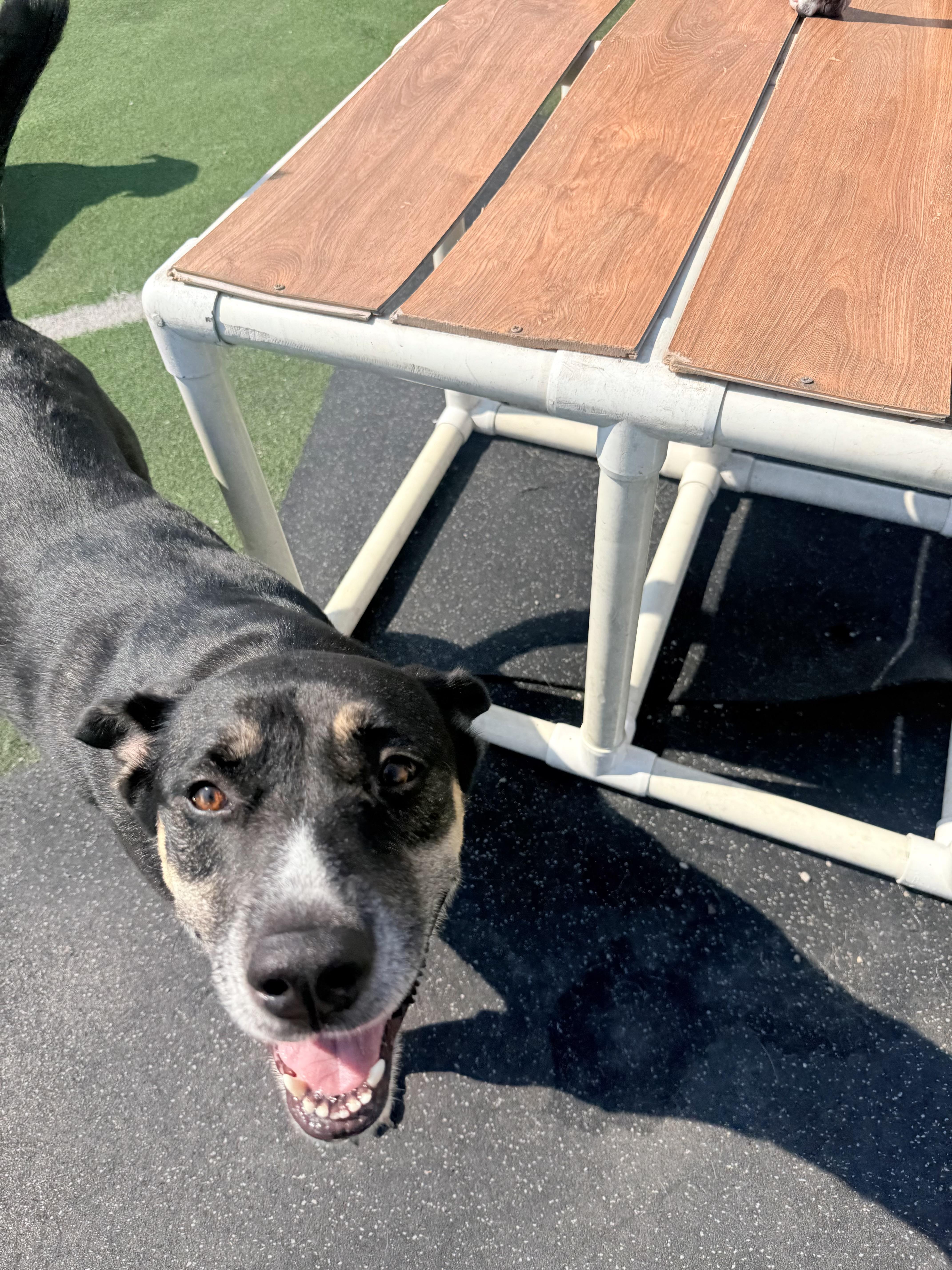 Enlarge Harley Quinn, a Adoptable mixed breed in Lewis Center, OH image 3/6