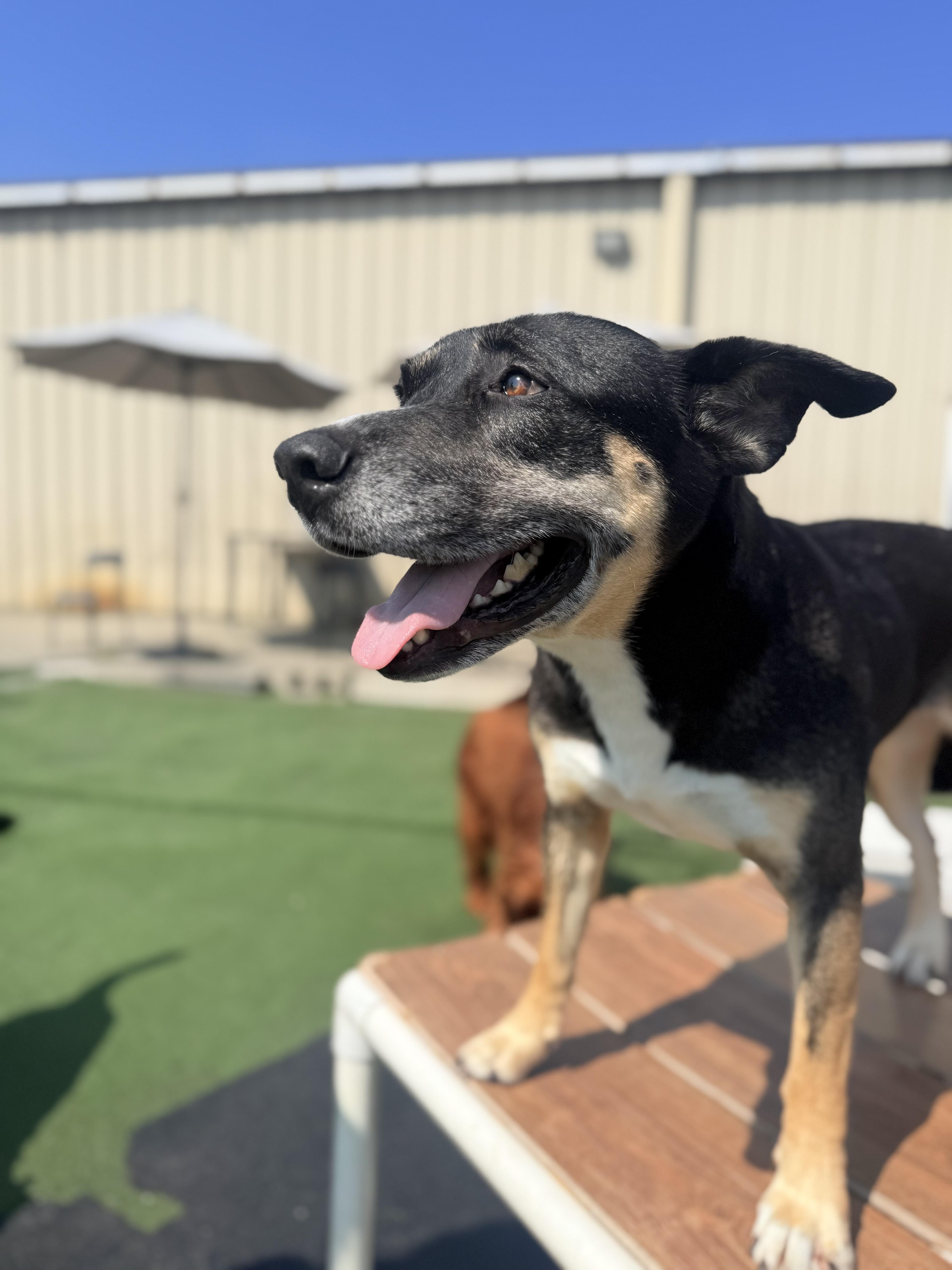 Enlarge Harley Quinn, a Adoptable mixed breed in Lewis Center, OH image 4/6
