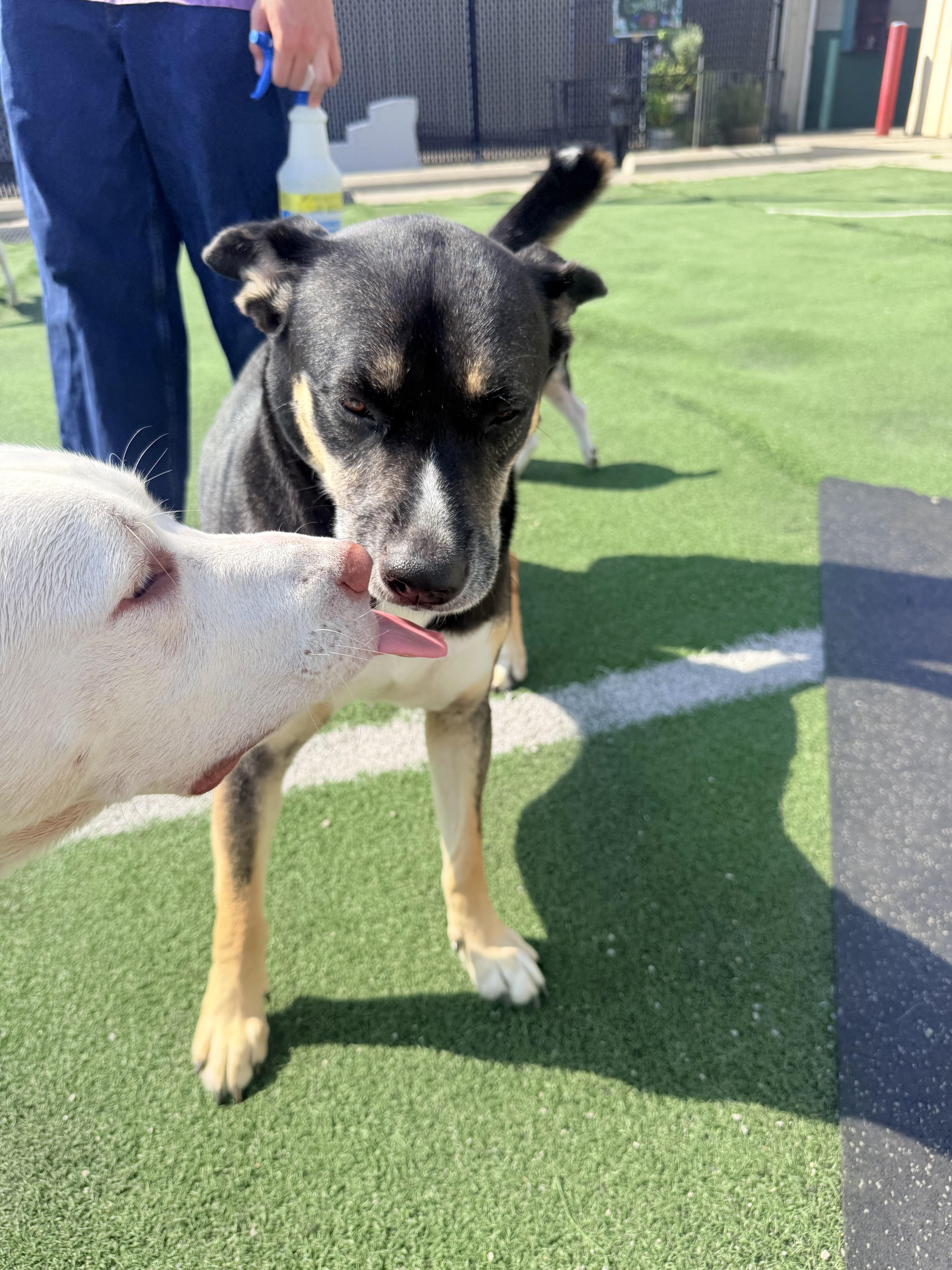 Enlarge Harley Quinn, a Adoptable mixed breed in Lewis Center, OH image 5/6