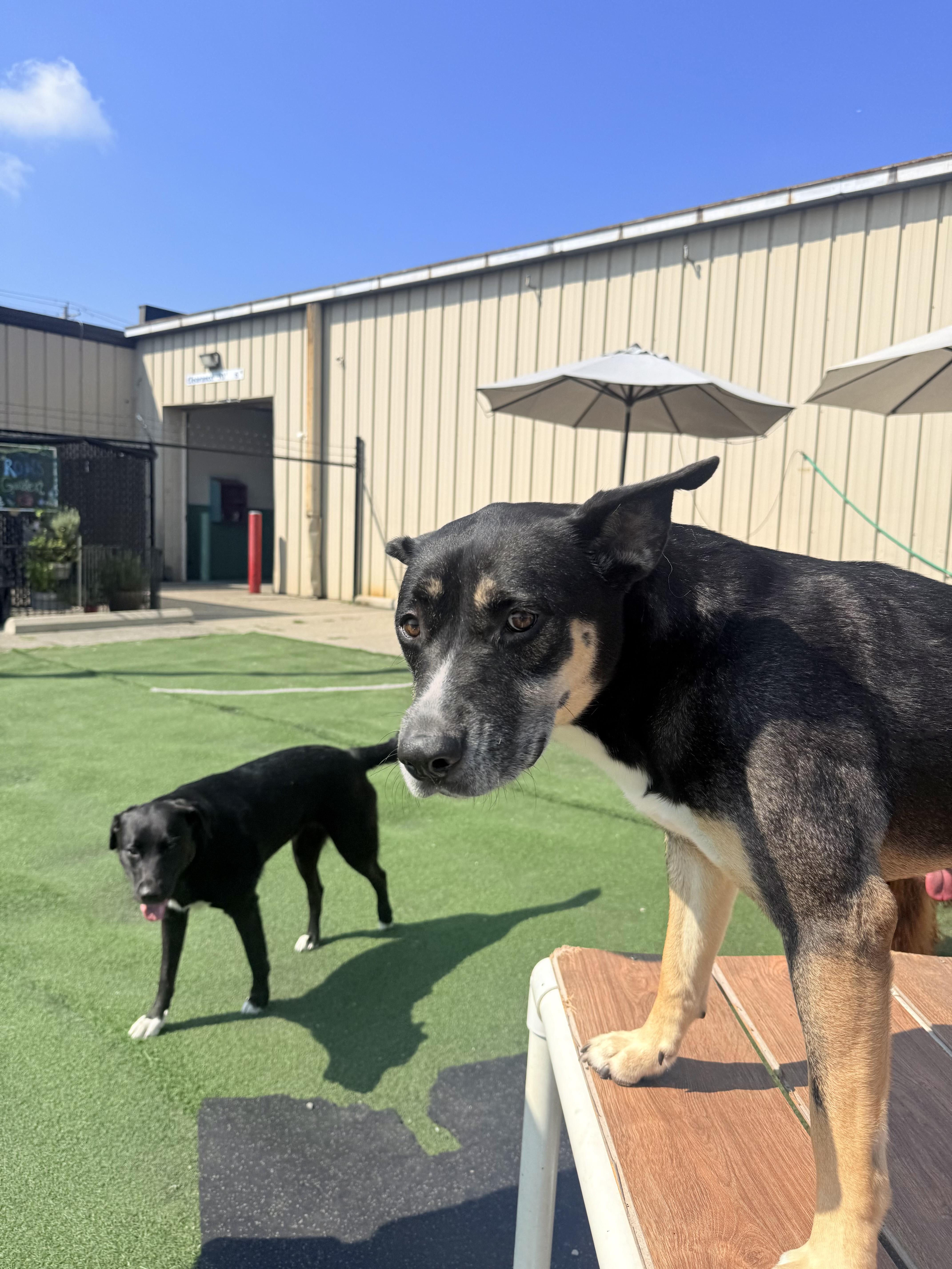 Enlarge Harley Quinn, a Adoptable mixed breed in Lewis Center, OH image 6/6