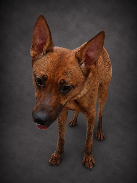 ARYA, Adoptable, Adult Female German Shepherd Dog & Mixed Breed.