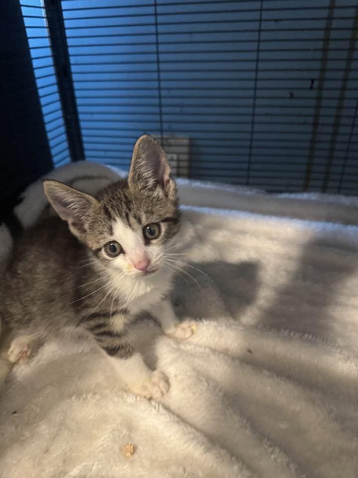 Charlie, Adoptable, Kitten Male Domestic Short Hair.