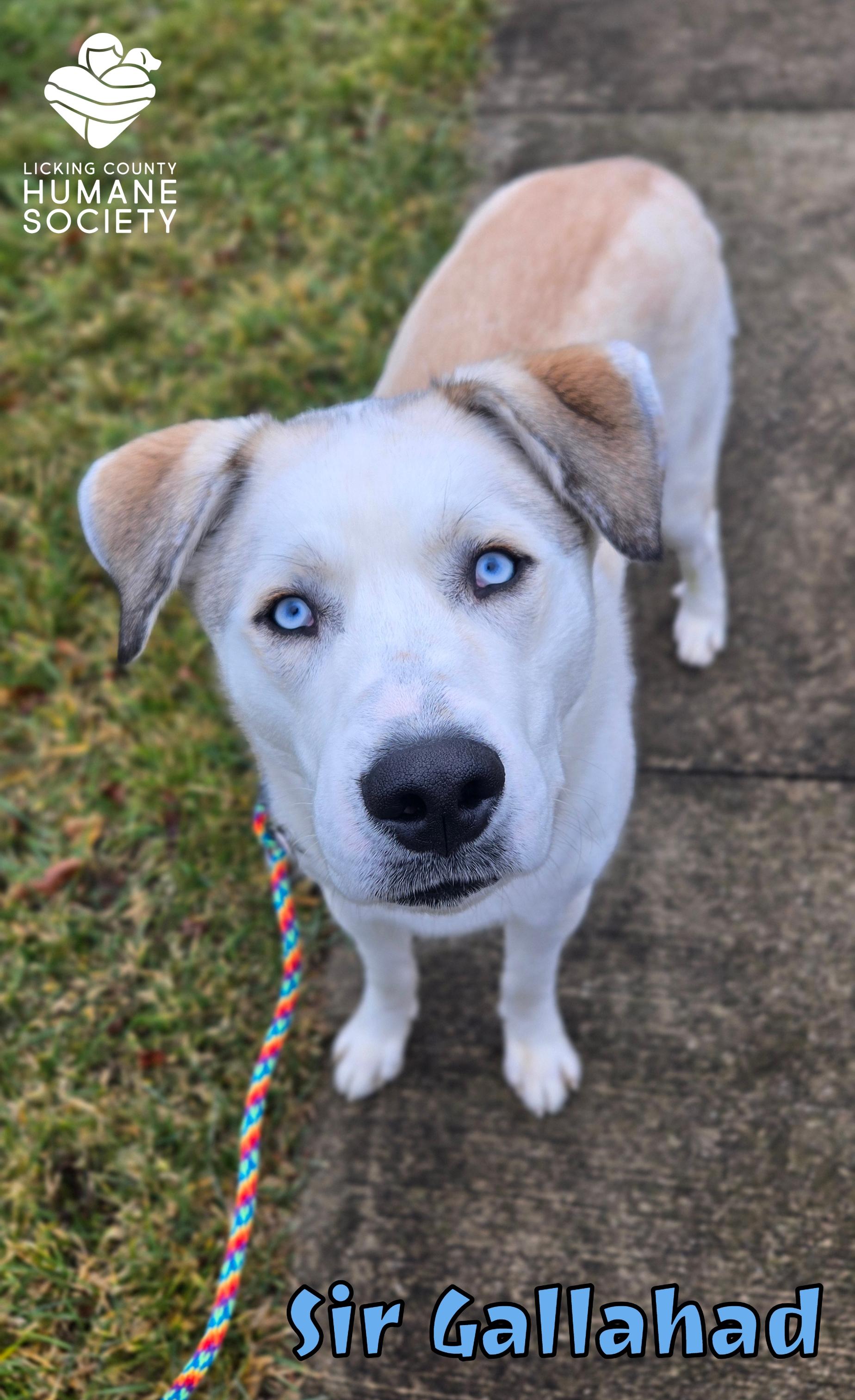 Sir Gallahad, adopted, Adult Male Great Pyrenees & Husky.