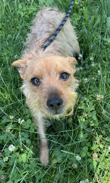 Enlarge Teddy, an adopted Yorkshire Terrier in Memphis, TN image 6/6