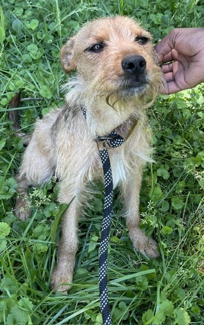Enlarge Teddy, an adopted Yorkshire Terrier in Memphis, TN image 3/6