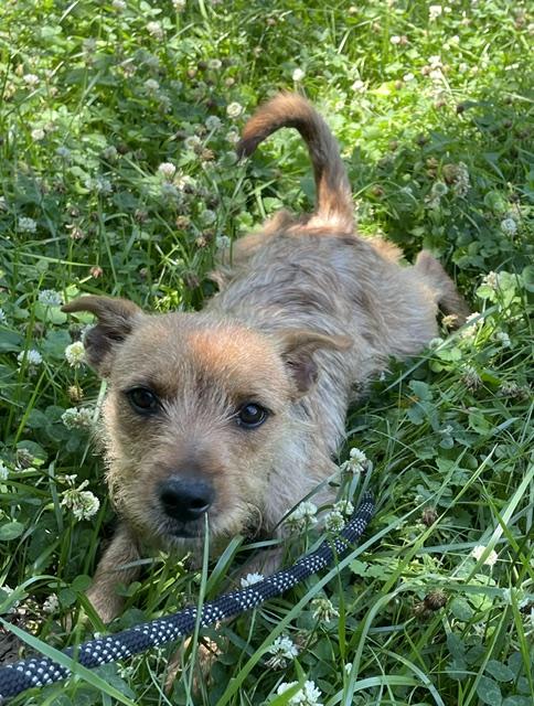 Enlarge Teddy, an adopted Yorkshire Terrier in Memphis, TN image 5/6